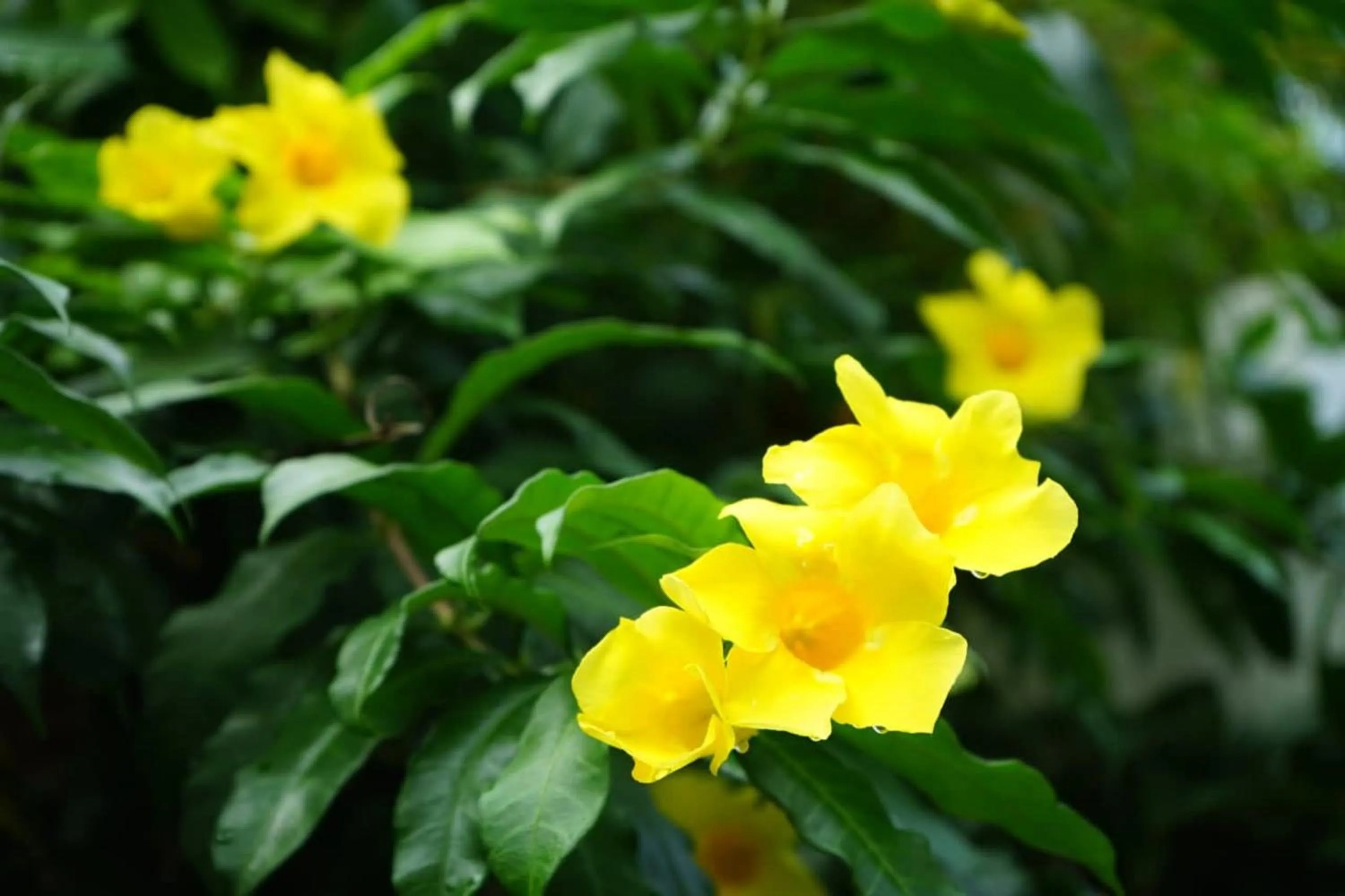 Game Room in Vimean Sovannaphoum Resort