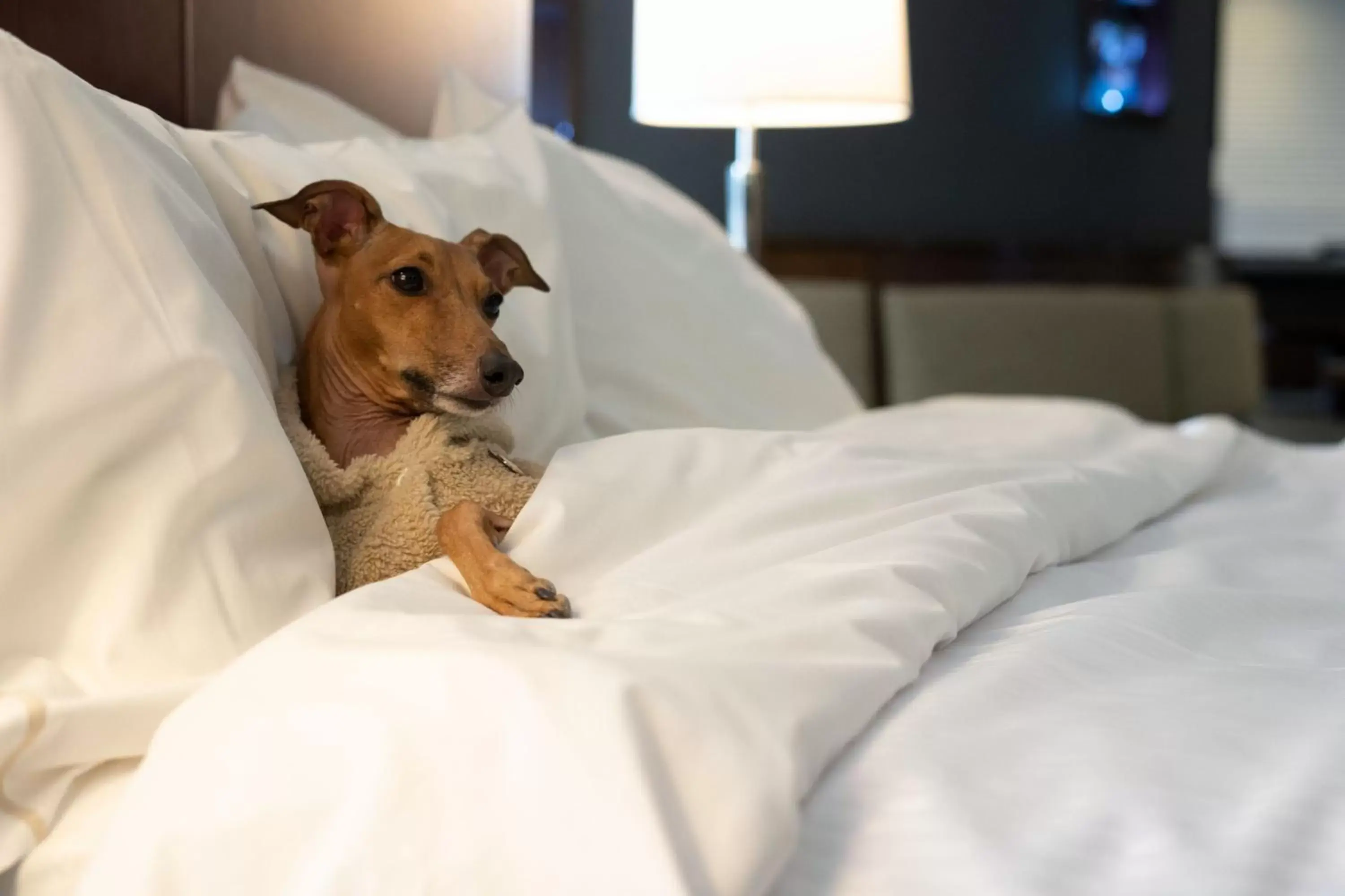 Photo of the whole room, Bed in The Westin Harbour Castle, Toronto