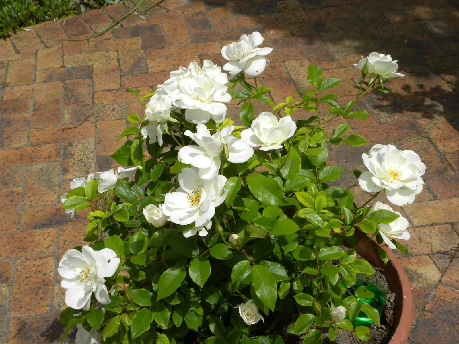 Garden in Applegarth B&B and Self-Catering Studios