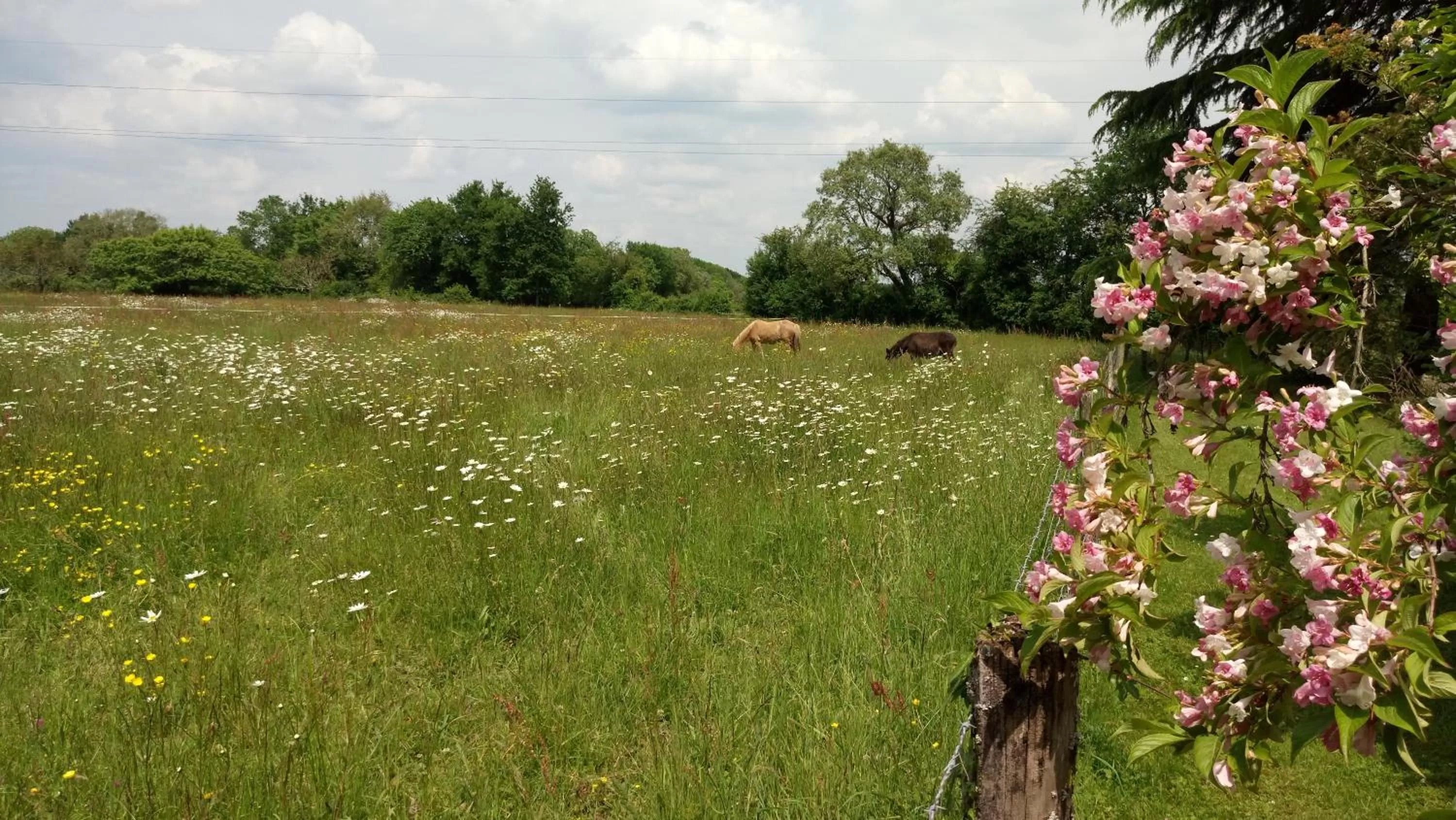 Garden view, Garden in Le moulin de La Retardière