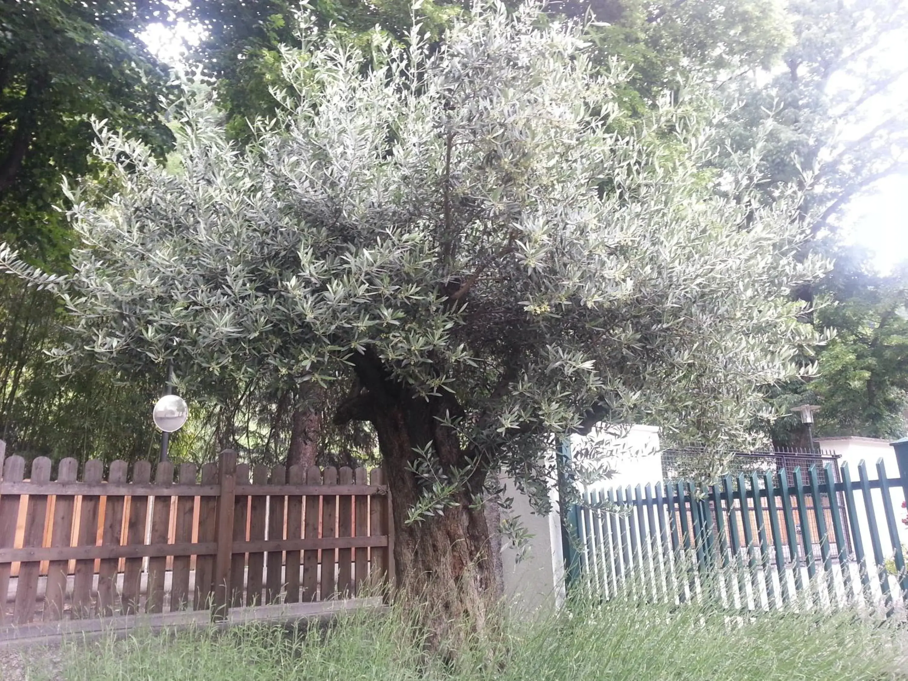 Garden in Hotel Jasmin