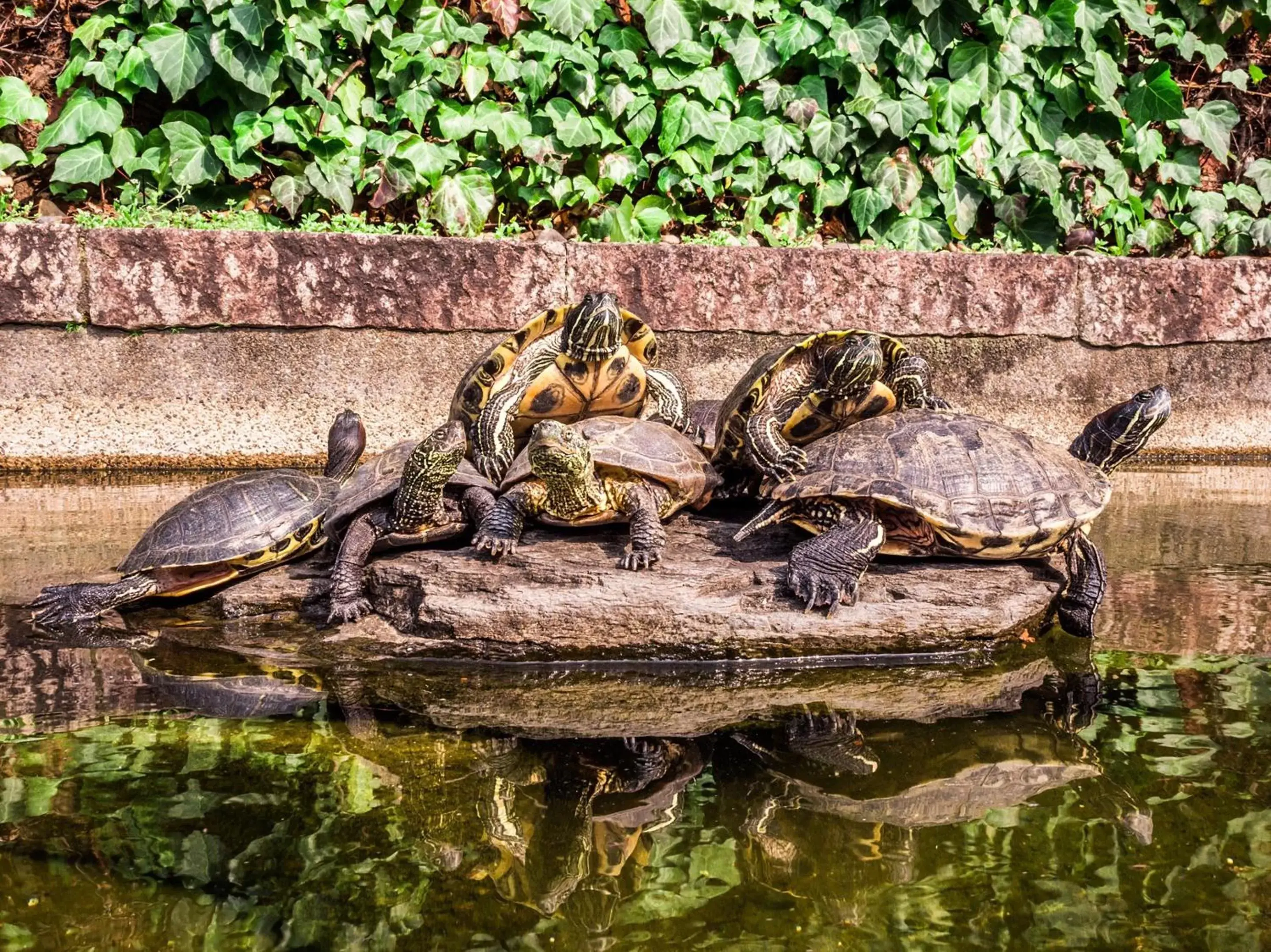 Property building, Other Animals in Kurashiki Ivy Square