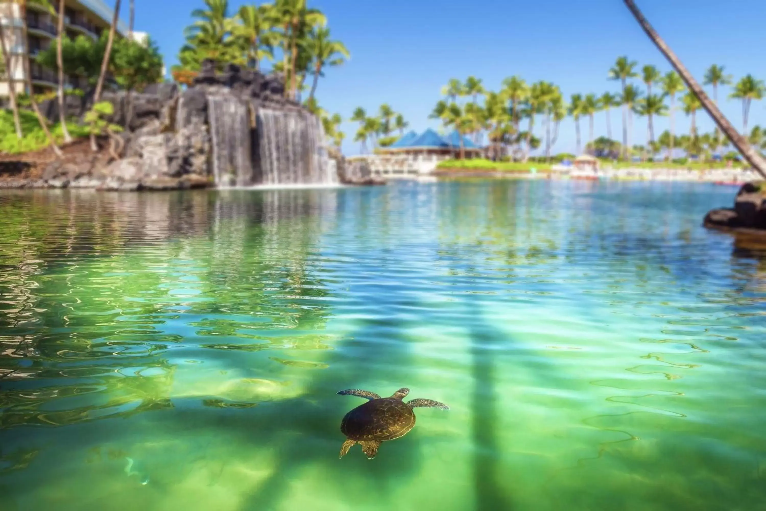 Property building, Other Animals in Hilton Waikoloa Village