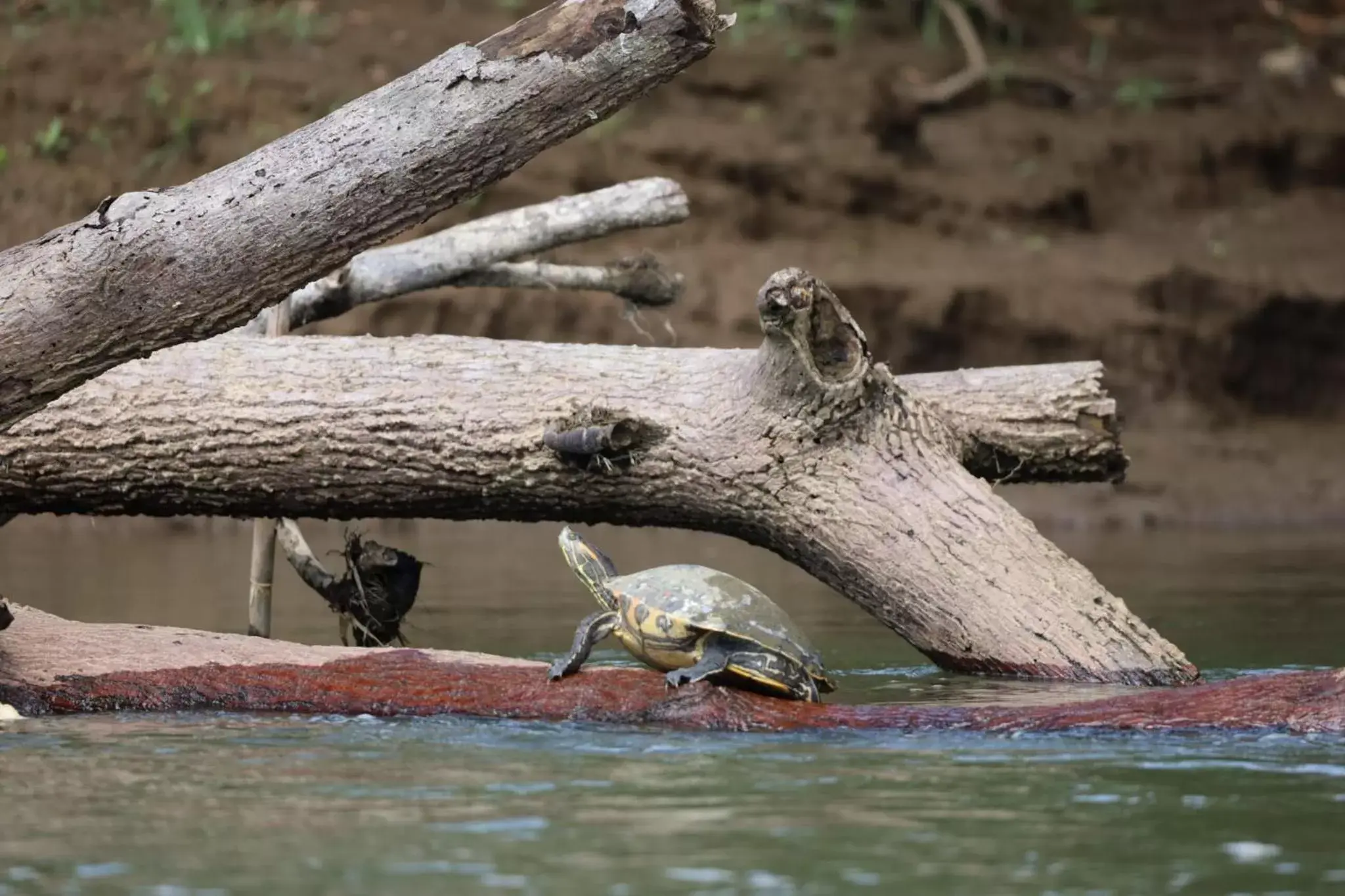 Other Animals in Iguanitas Lodge