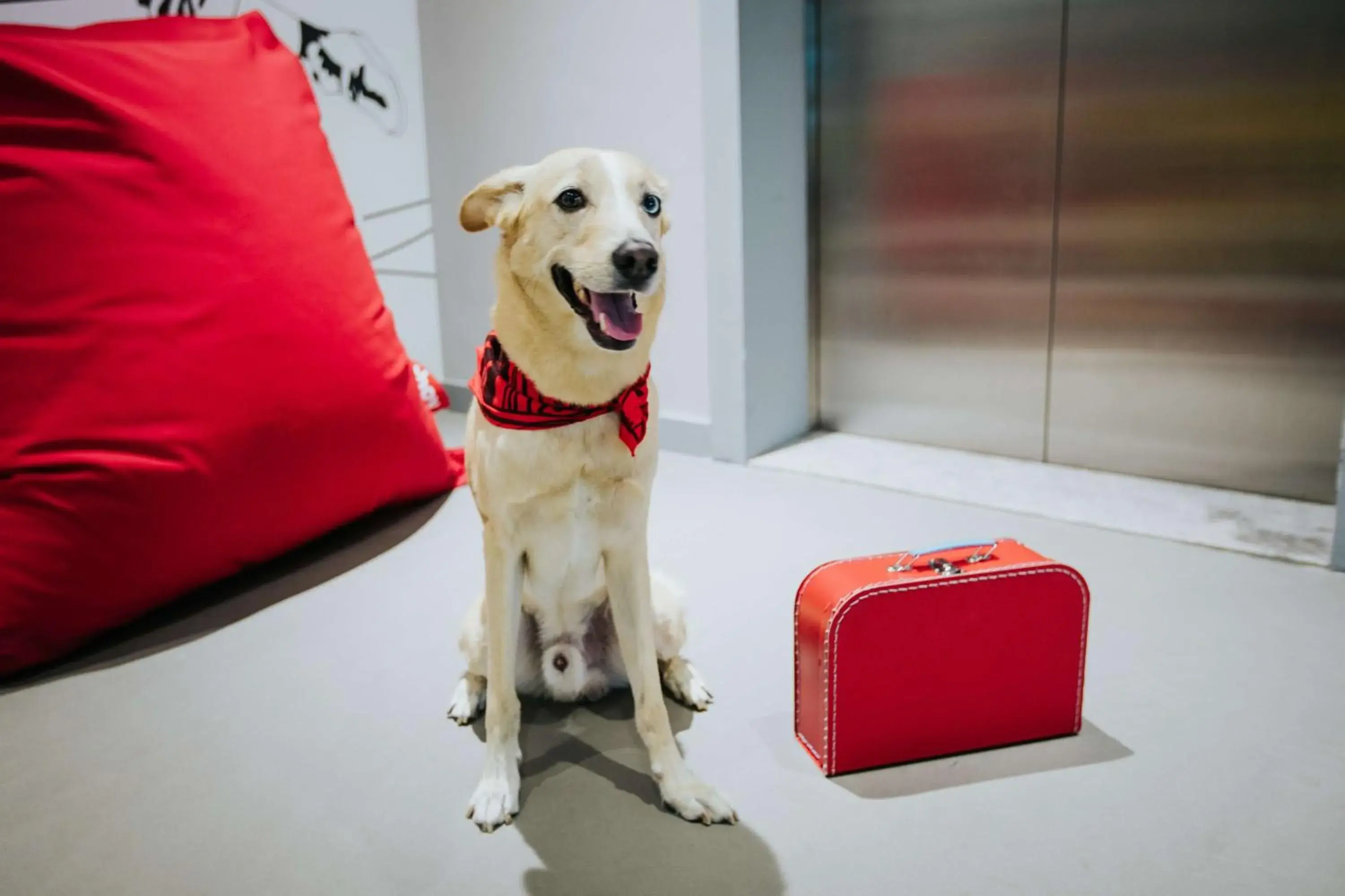 Other, Pets in Radisson RED Dubai Silicon Oasis