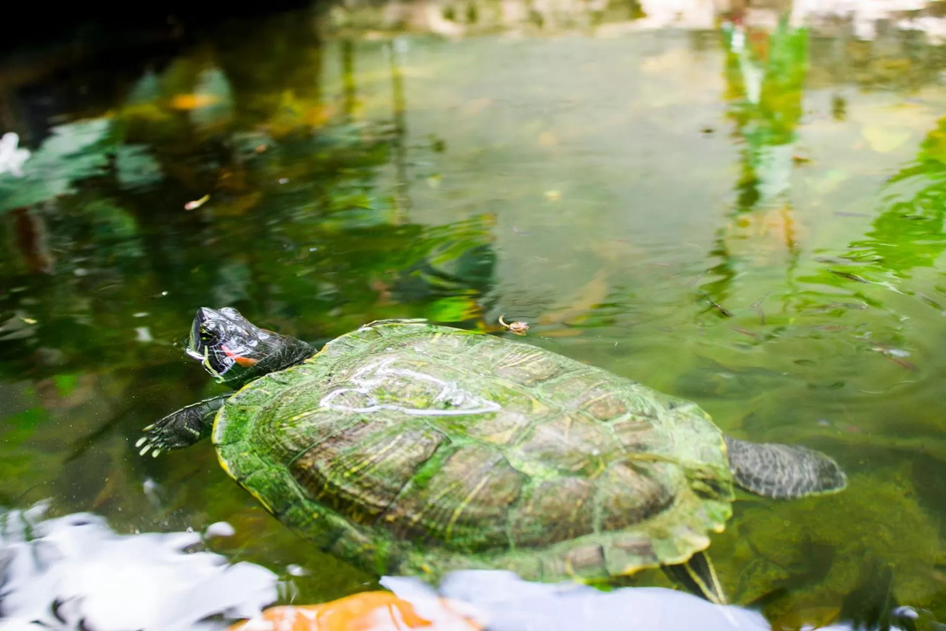 Animals, Other Animals in Casa De Los Pájaros - B&B