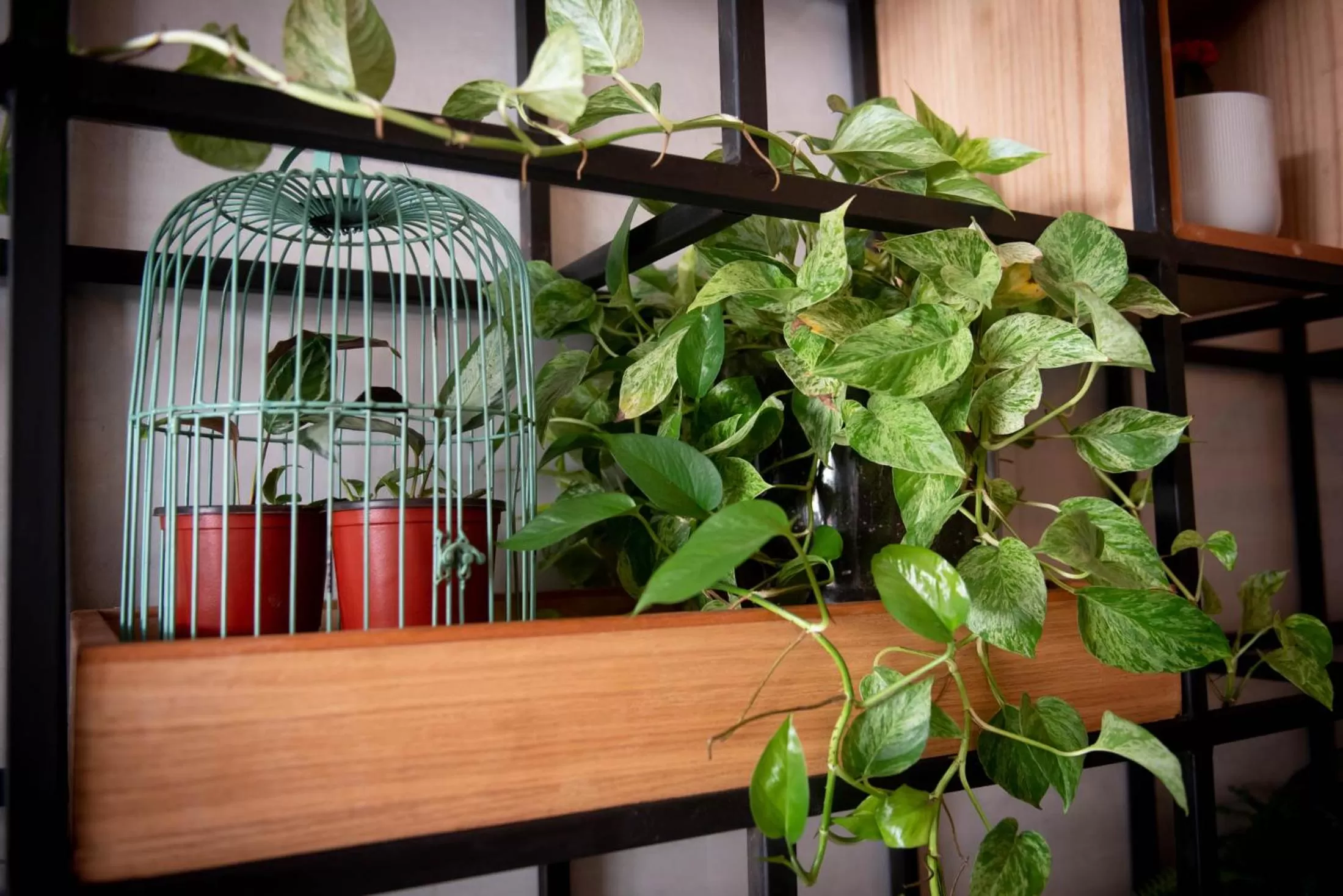 Area and facilities in Canova