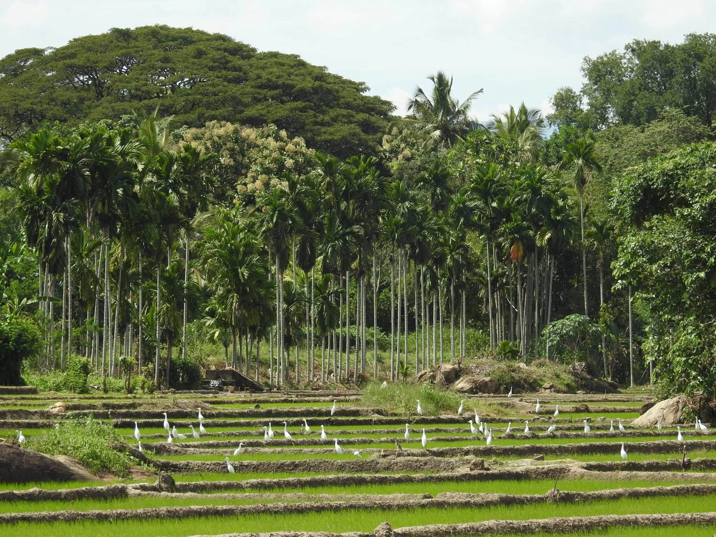 Other in Jetwing Kaduruketha
