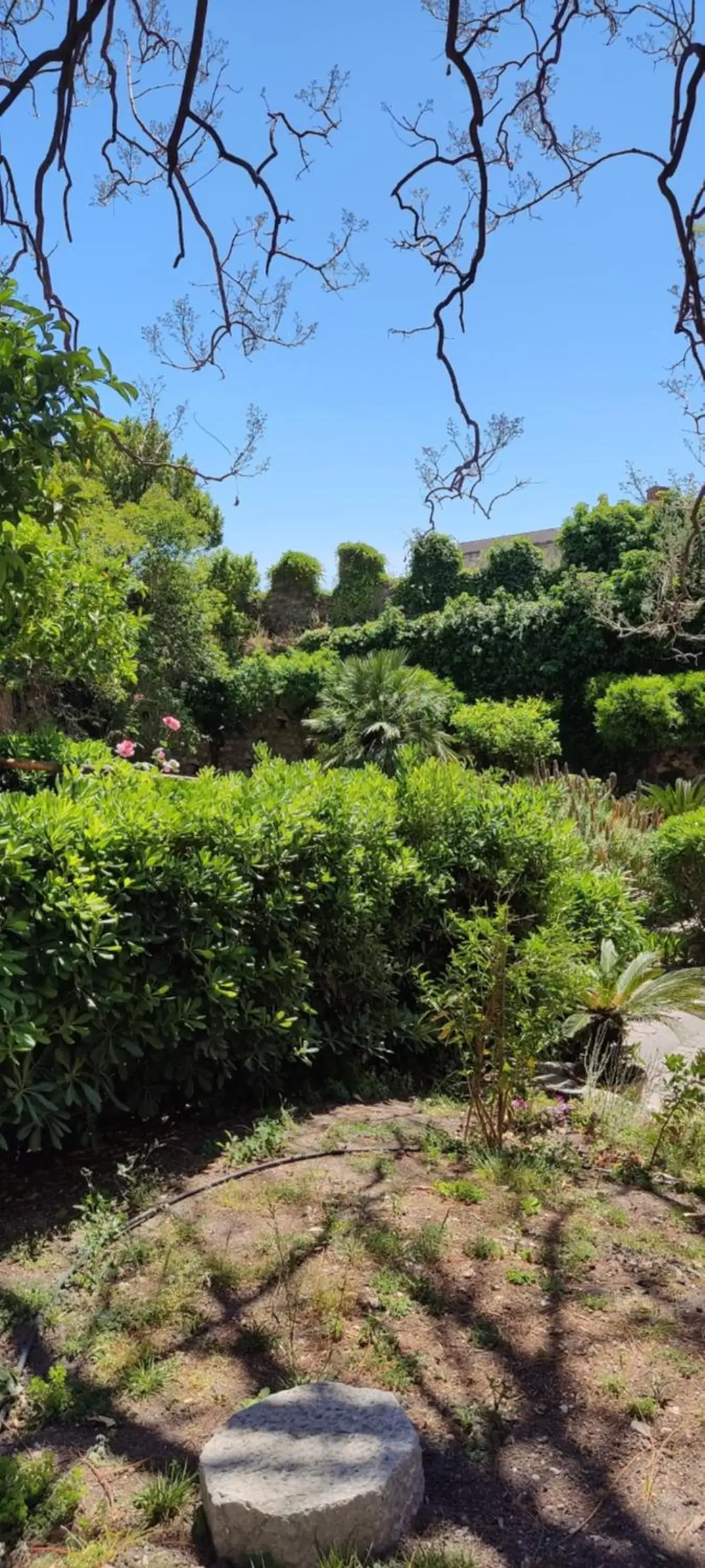 Garden in B&B AKROPOLIS