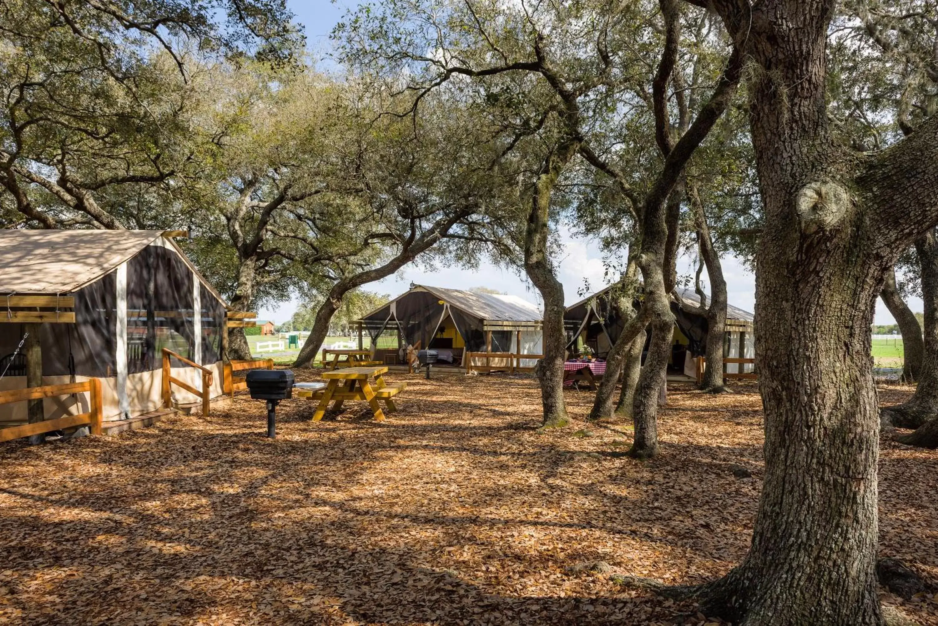 Area and facilities in Westgate River Ranch Resort & Rodeo