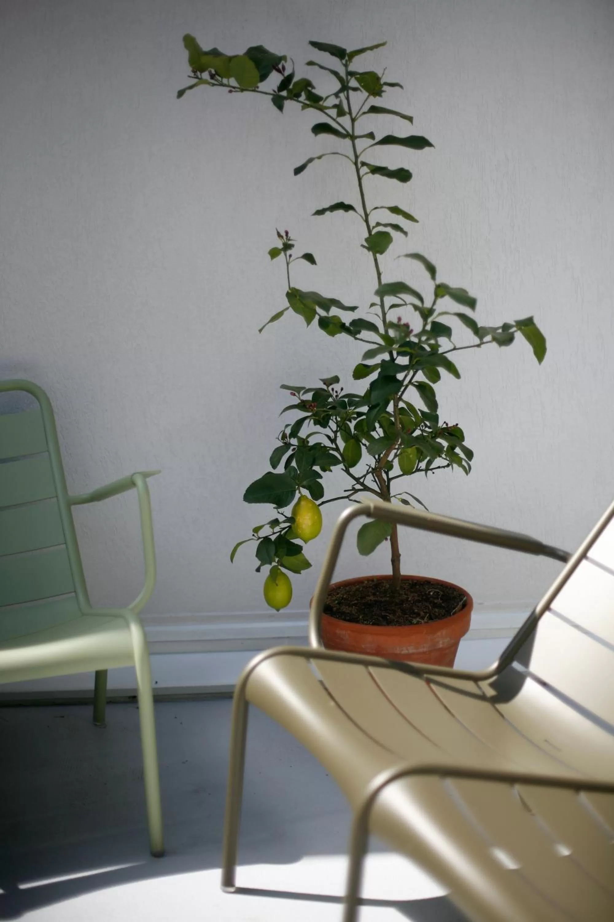 Patio in Les 4 étoiles