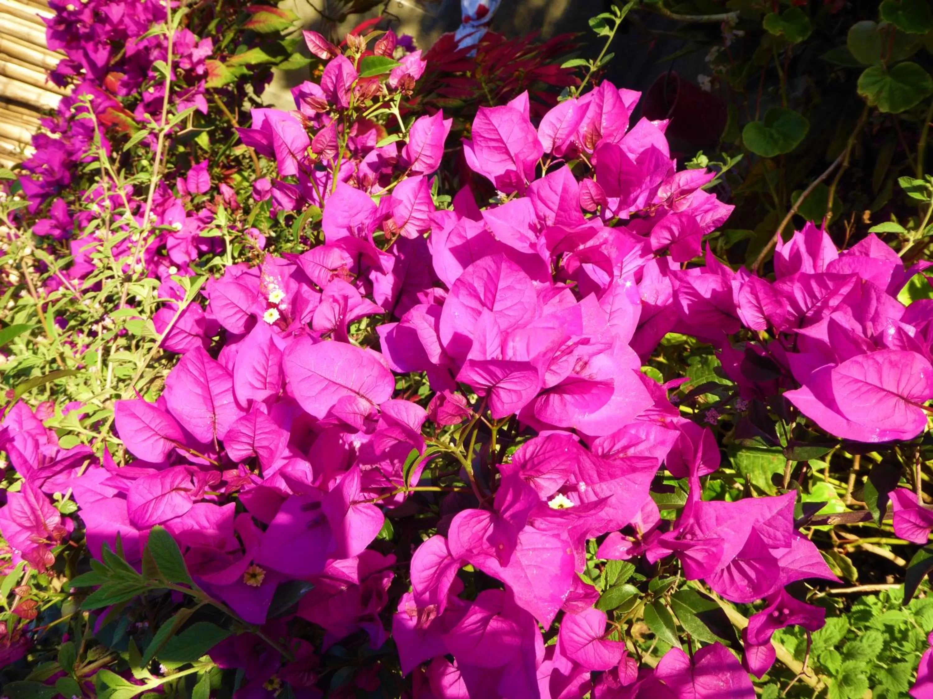Garden in Finca El Cielo