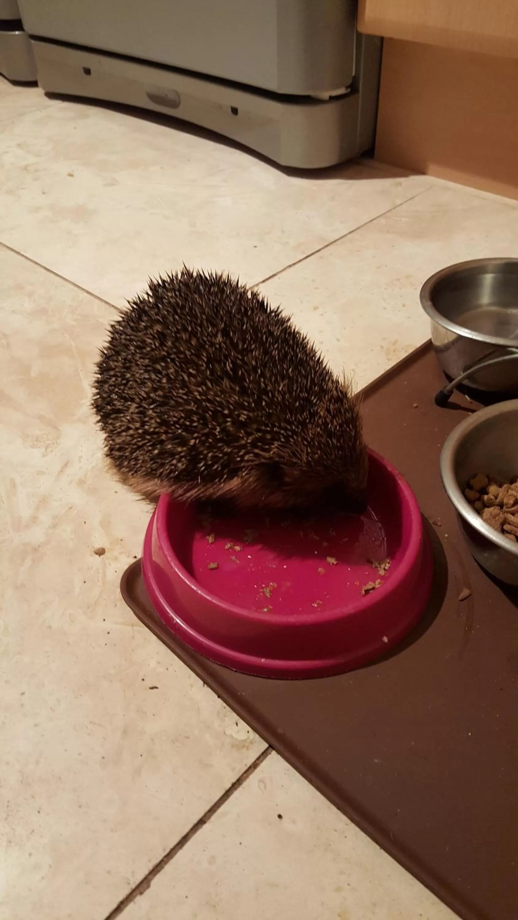 Animals in Tall Trees