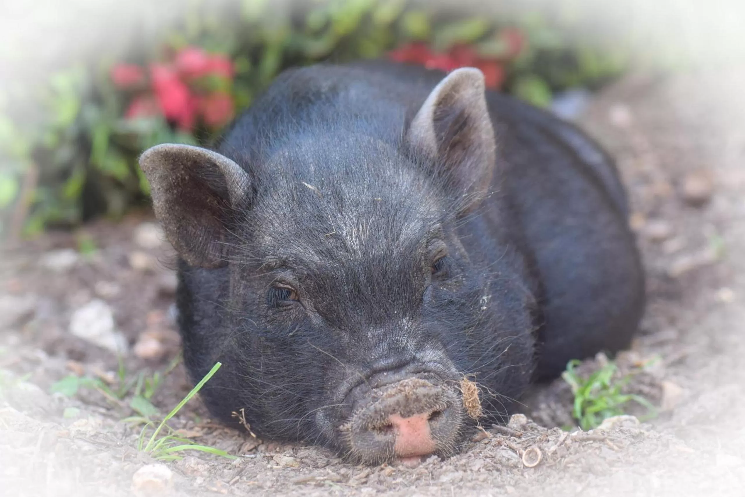 Garden in Chez Aurélia - Chambres & Table d'hôtes