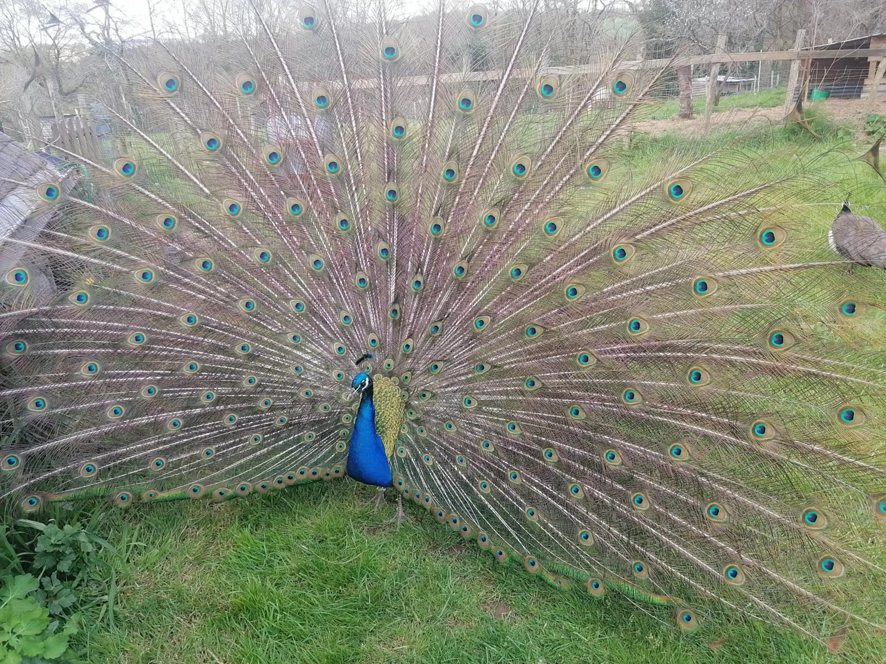 Garden, Other Animals in Frairie Du Divit