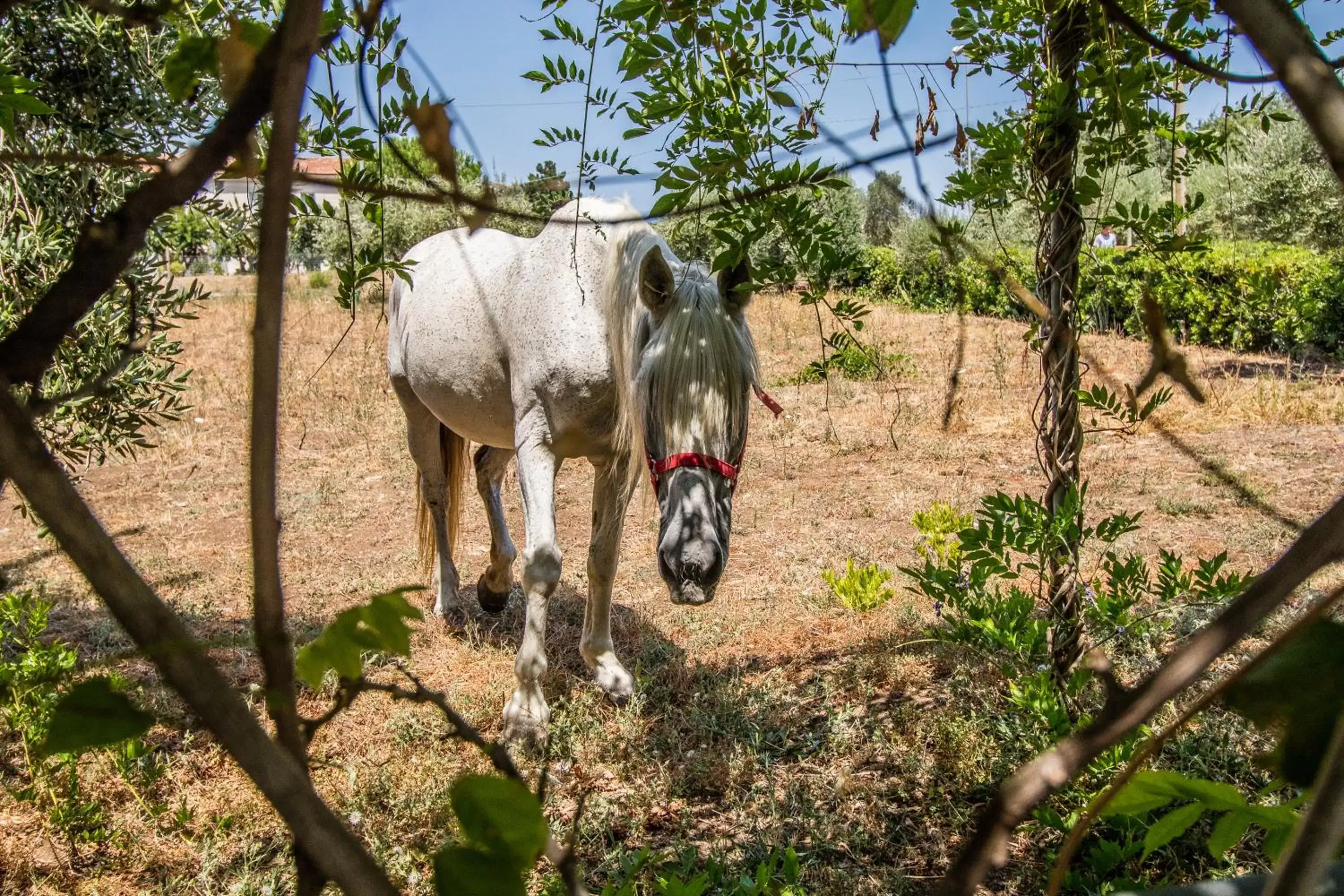 Pets, Other Animals in Il Gallo Con Gli Stivali