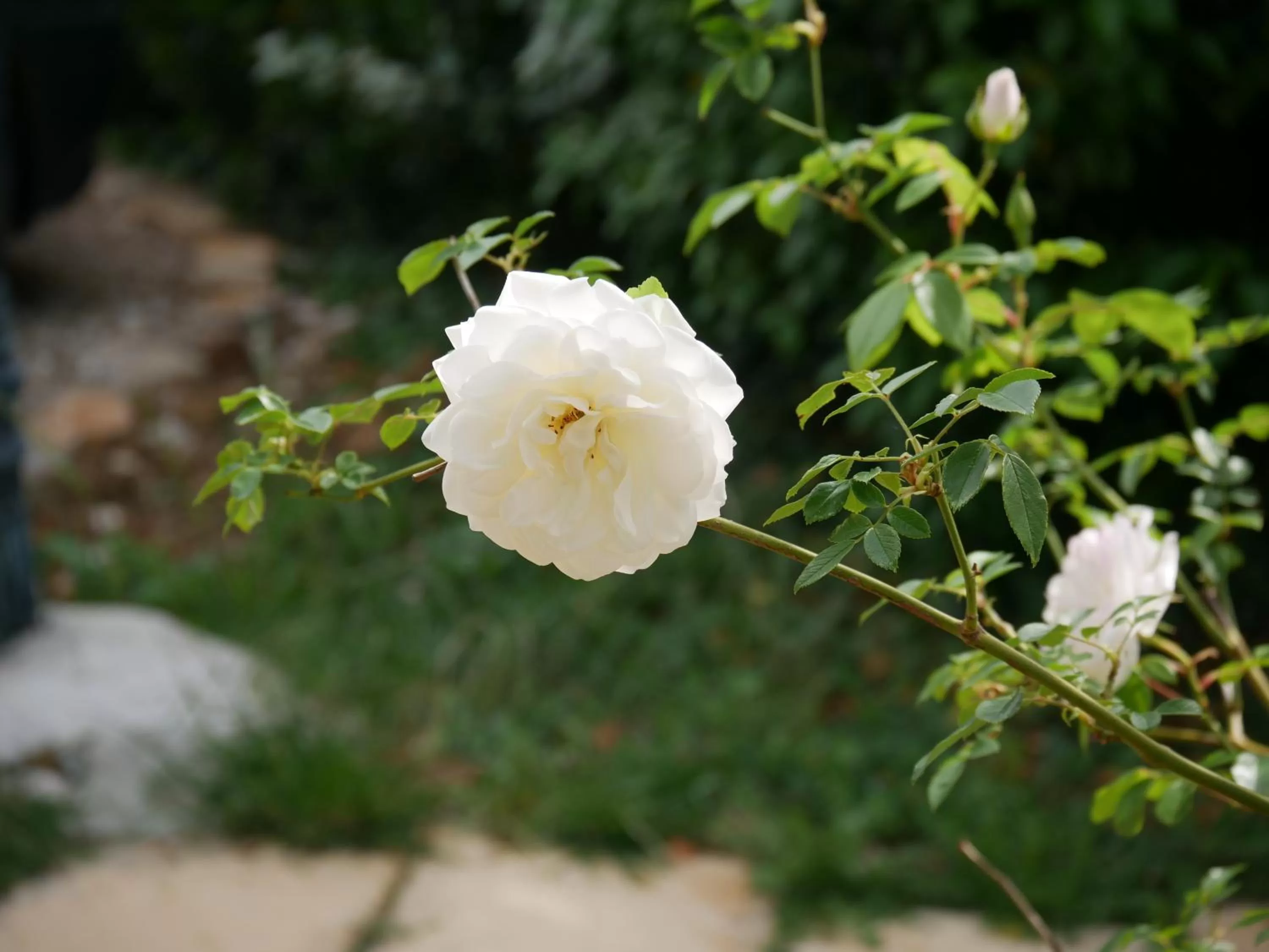 Spring in La Bastide du Mûrier