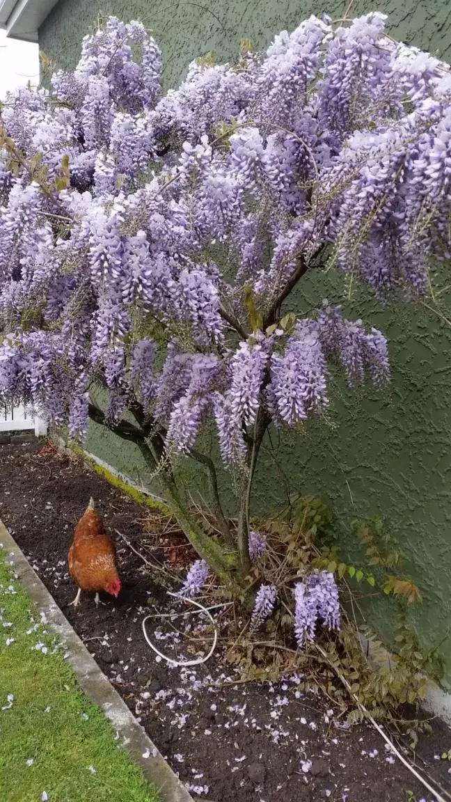 Garden in Designer Cottage