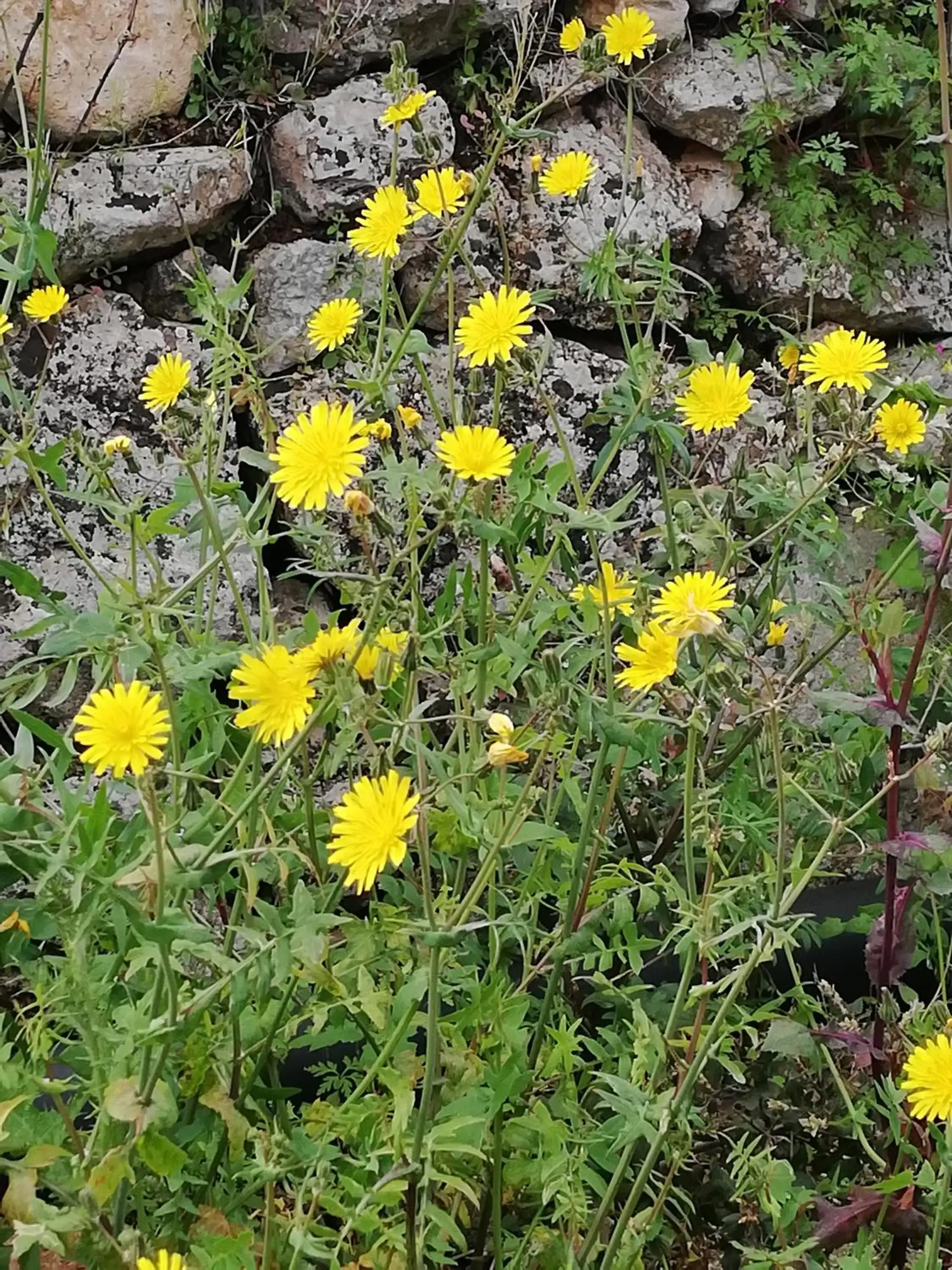 Garden in Le Dimore Del Sarto rooms