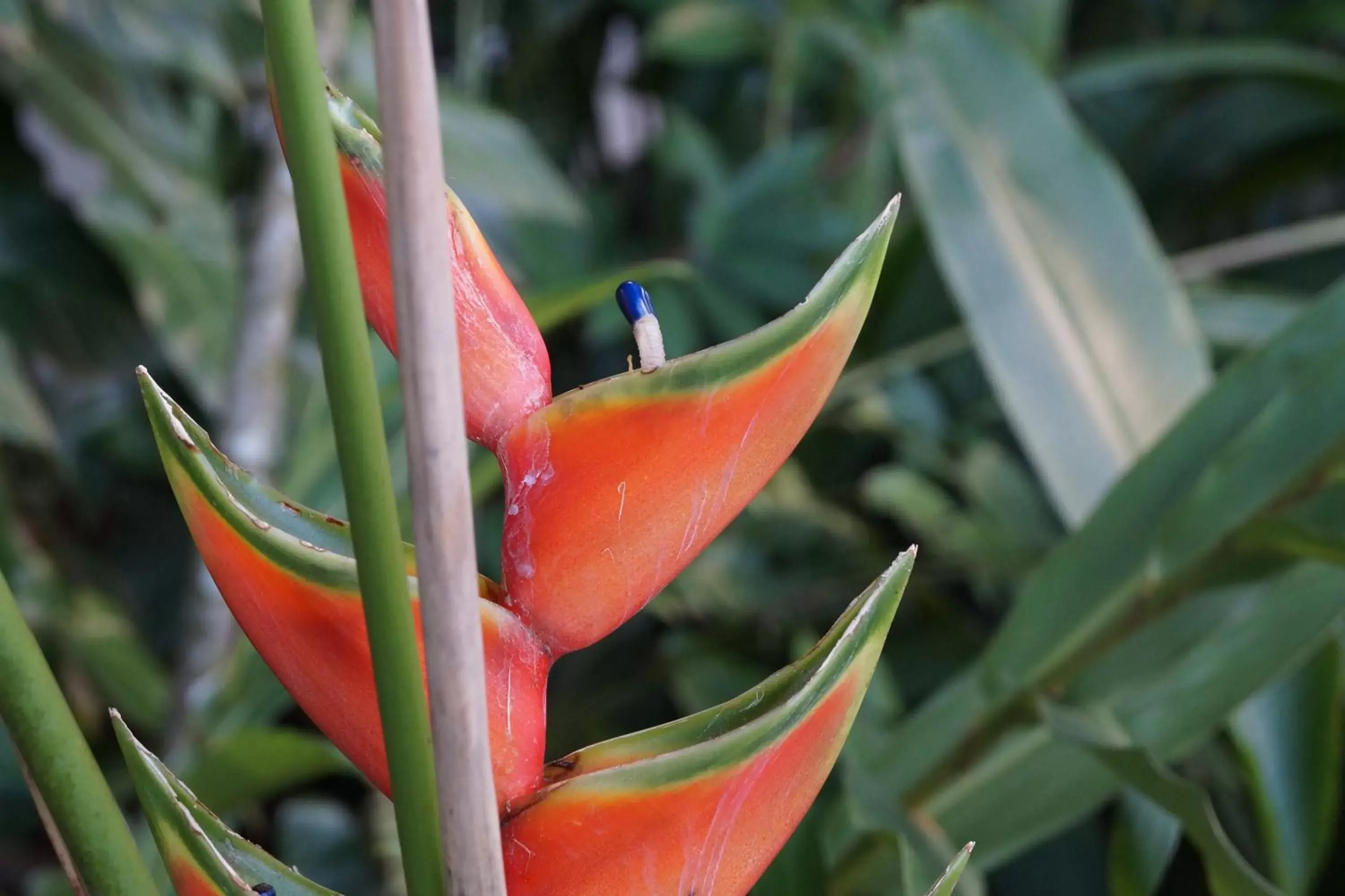 Garden, Other Animals in Hotel La Aldea del Halach Huinic