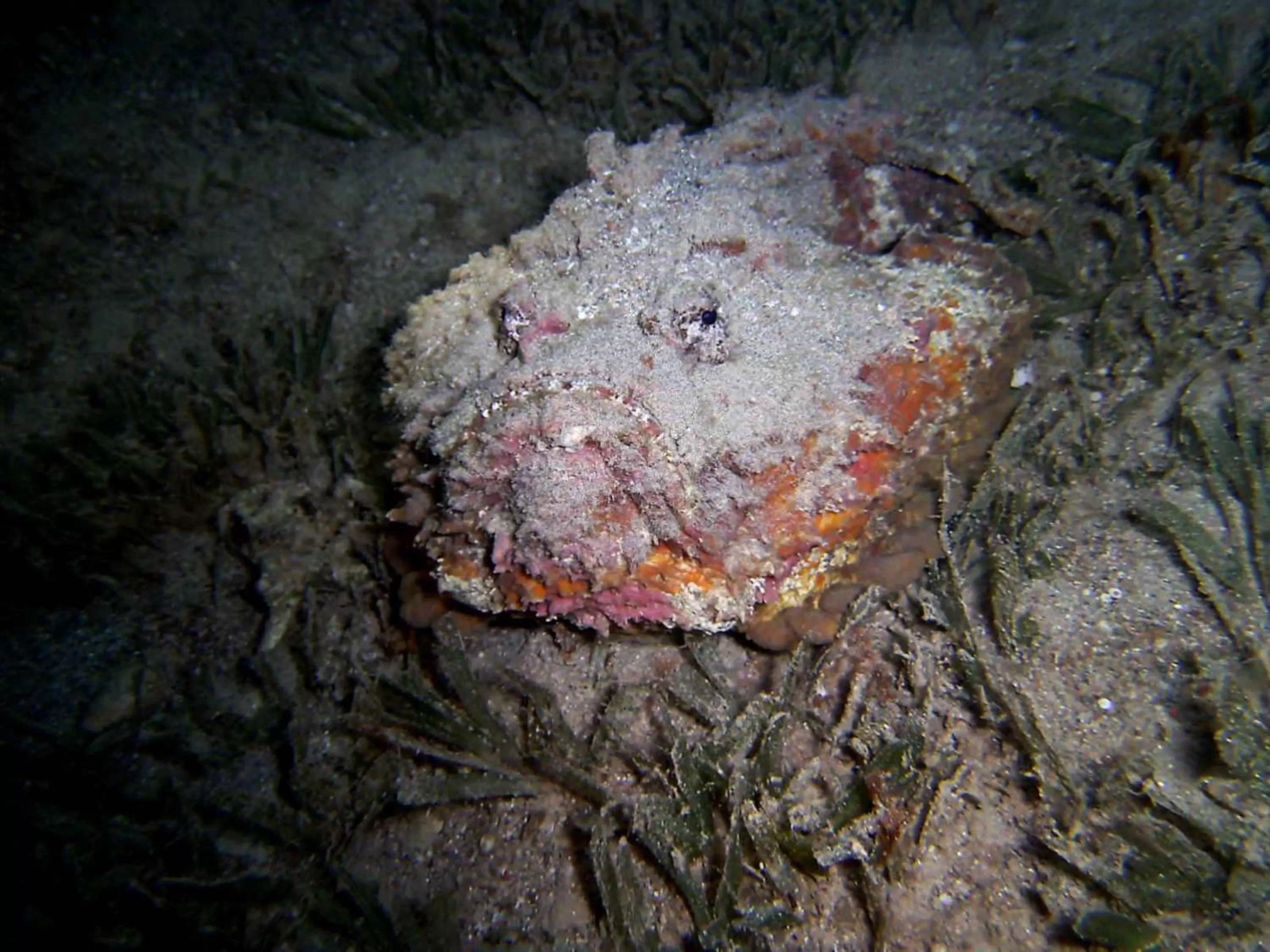 Diving in Arab Divers Dive Center and Bed & Breakfast