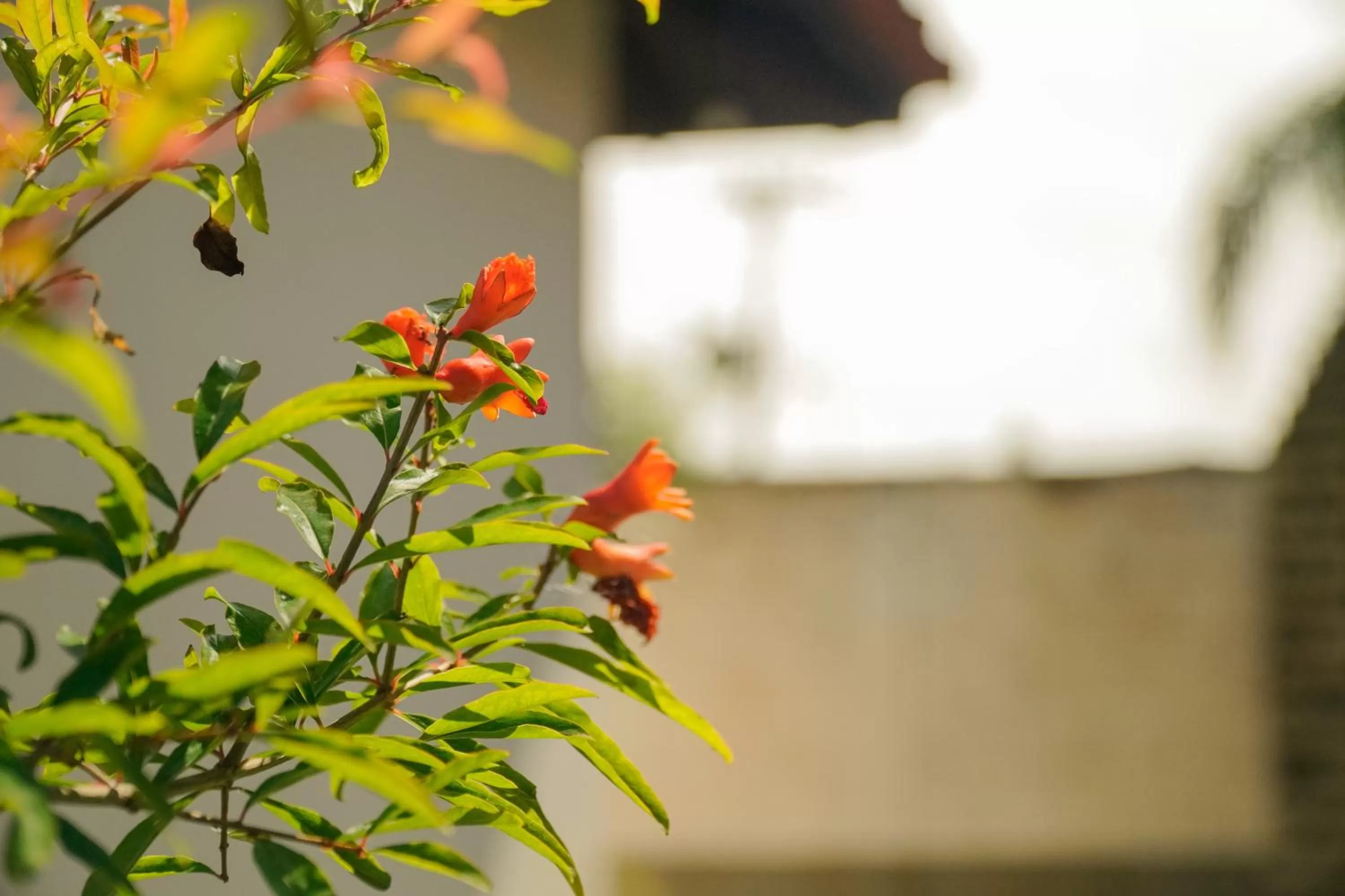 Garden in Pousada Dunasol Floripa