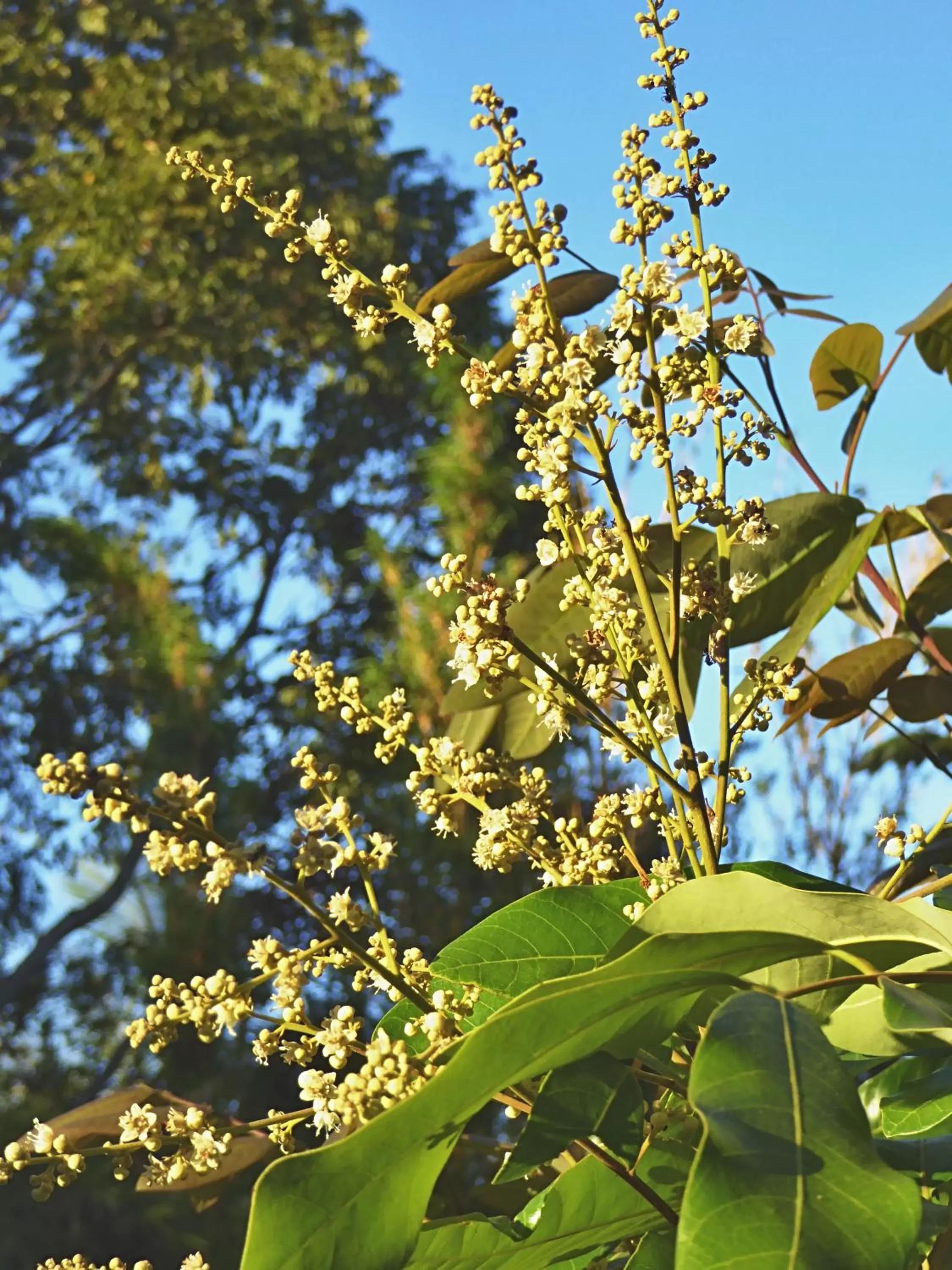 Garden in Pura Vida Hotel