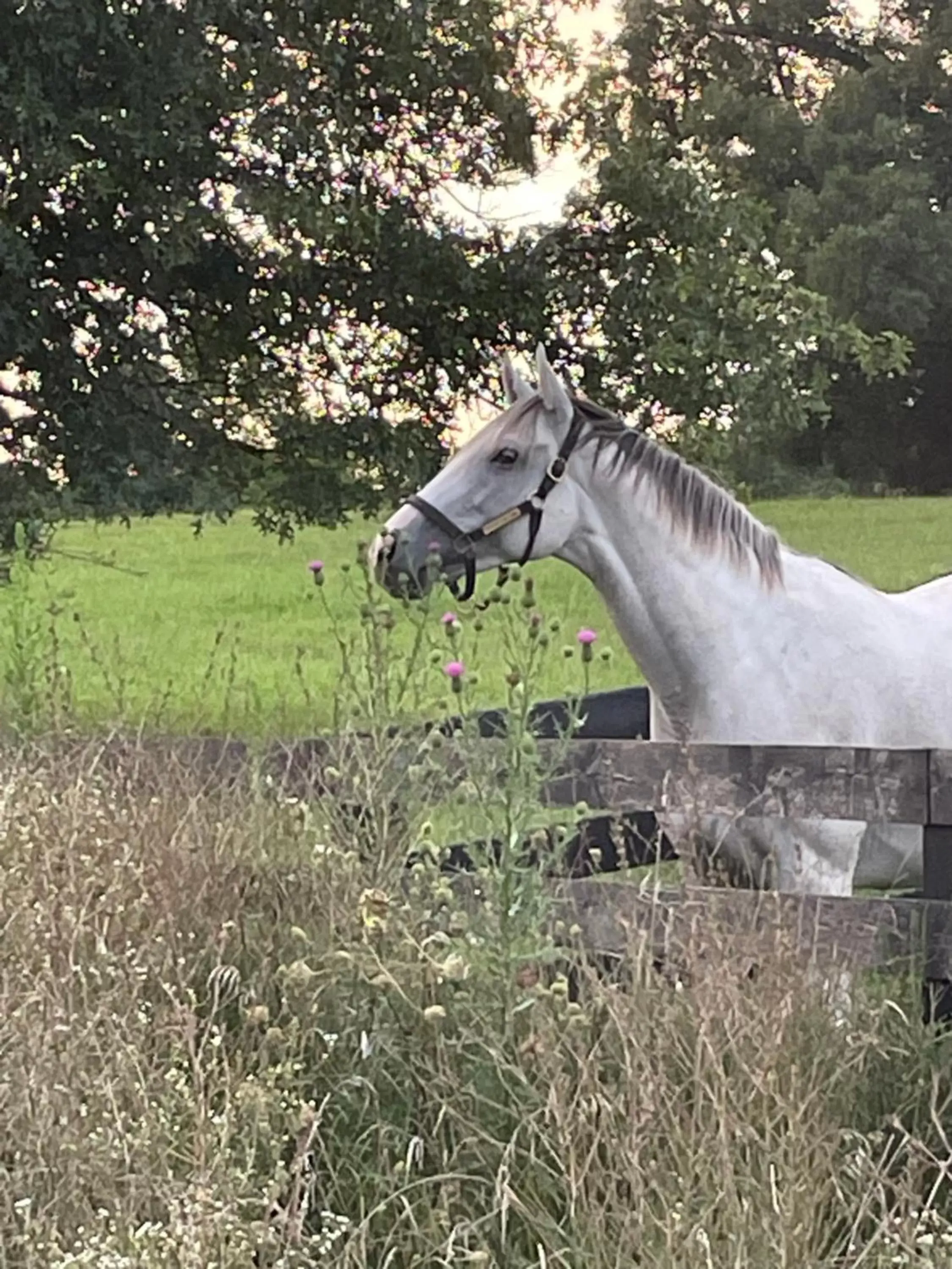 Horse-riding, Other Animals in Pillow and Paddock B&B