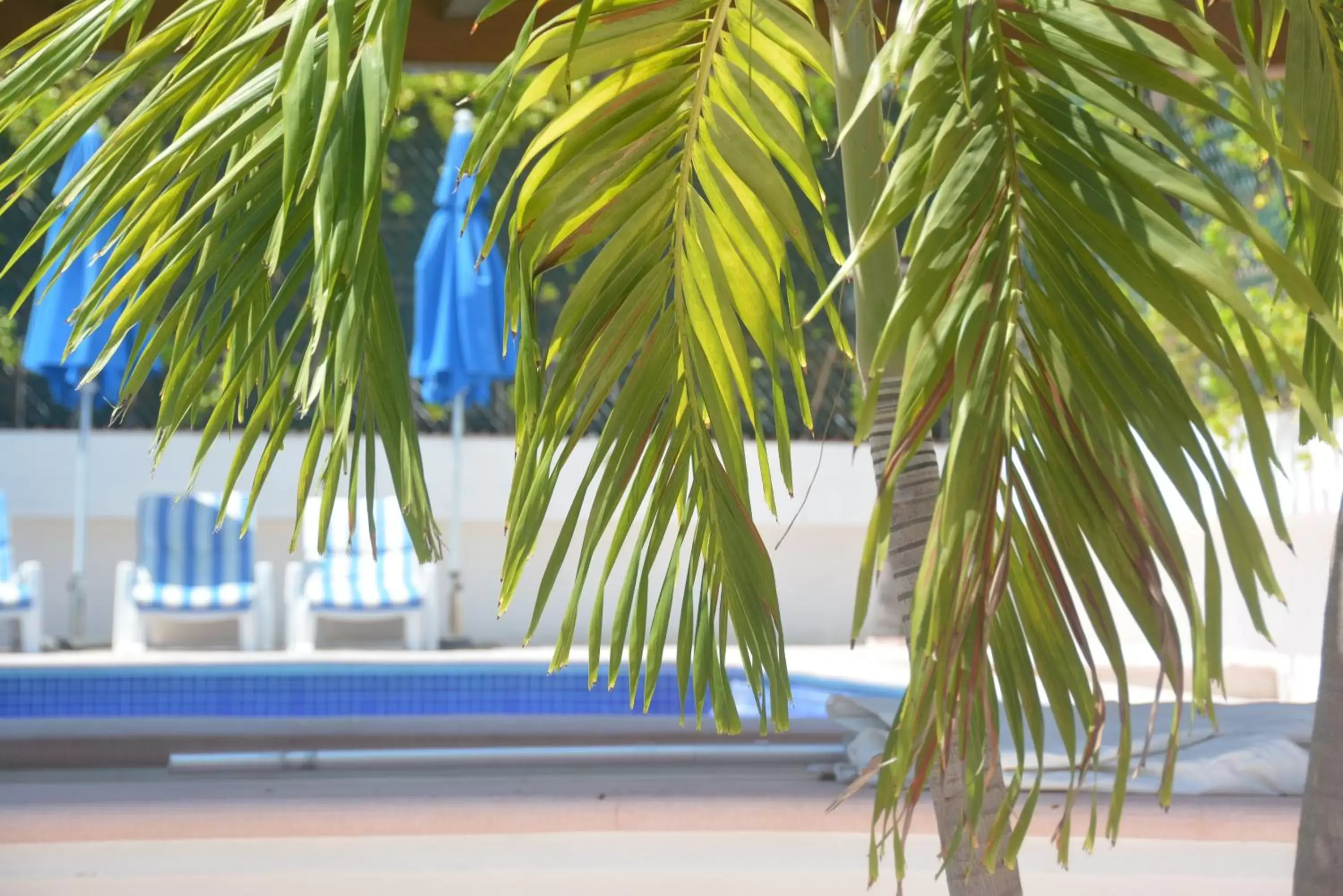 Swimming Pool in Acapulco Amor