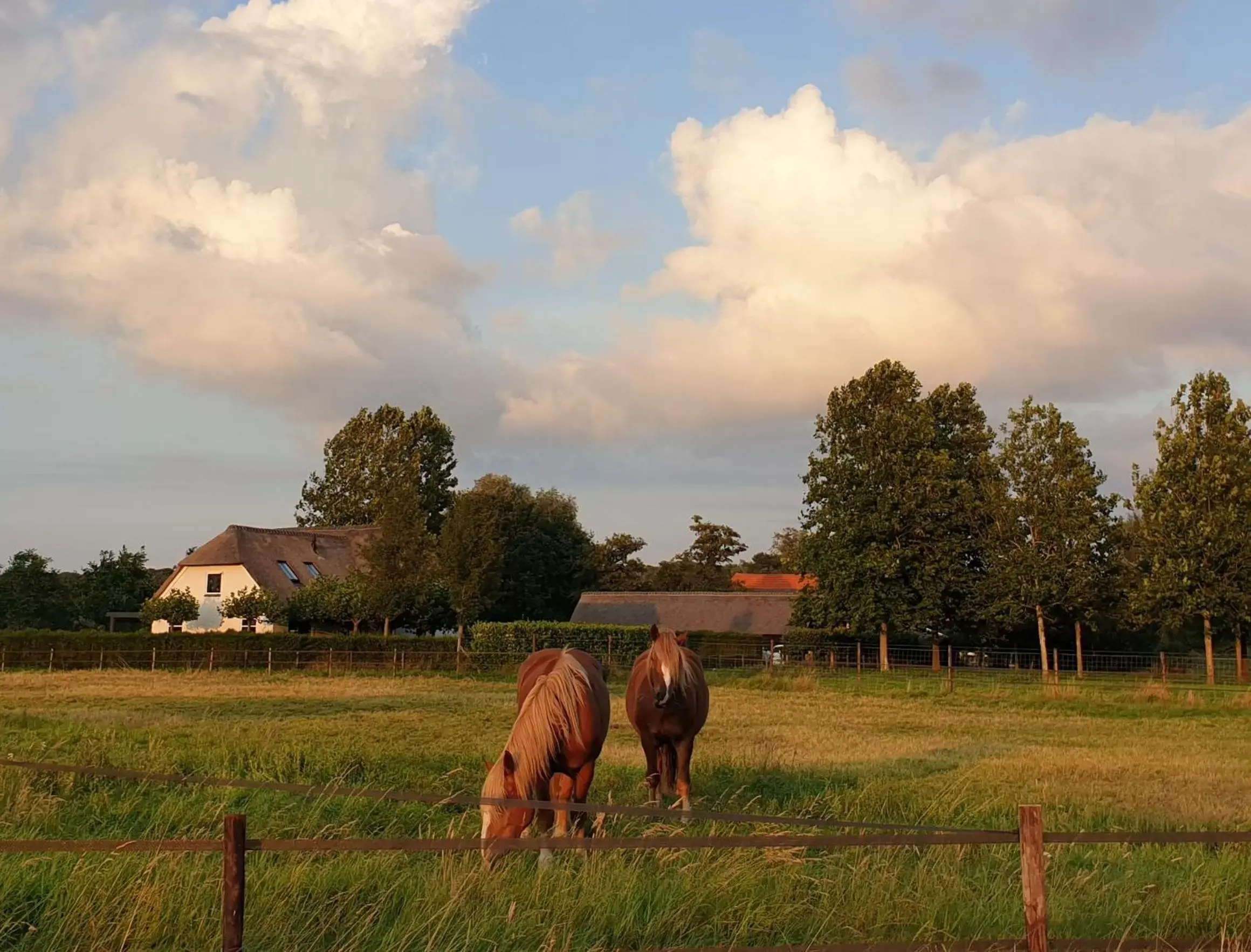 Other Animals in B&B de Scherpenhof