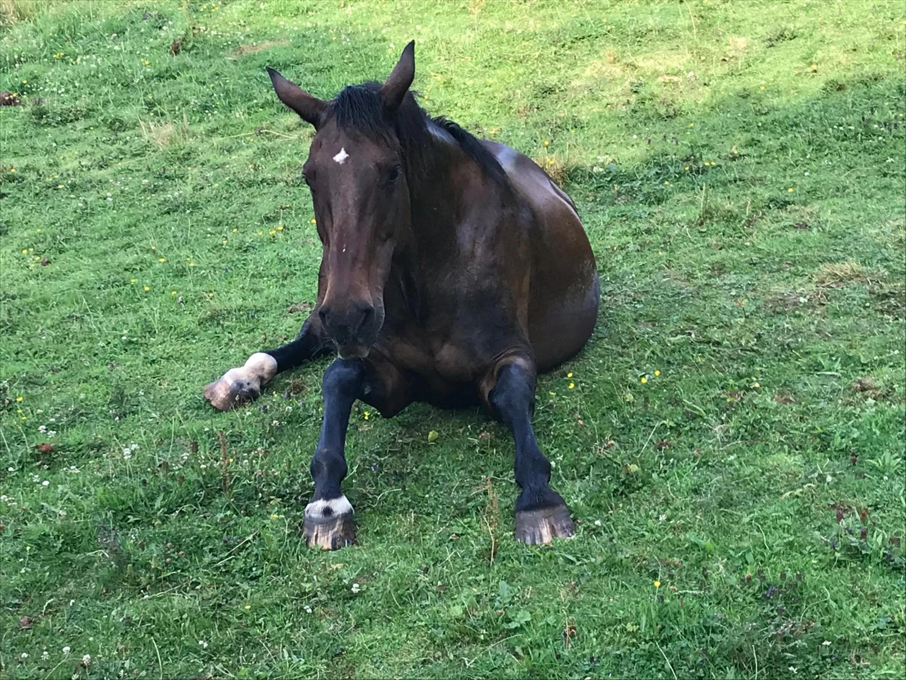 Pets in Bryn Goleu Bed & Breakfast