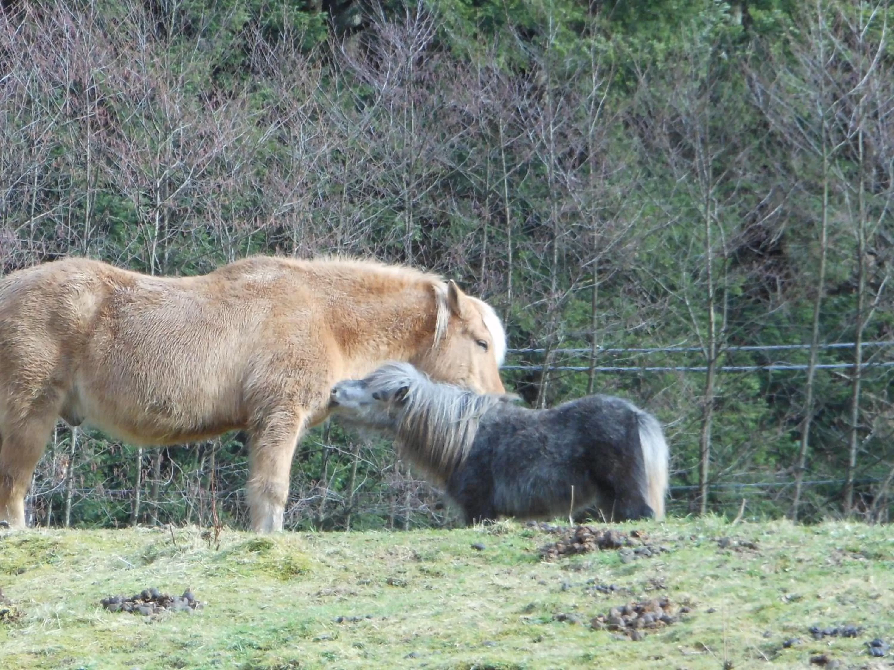 Animals in L'Atelier de Gisèle