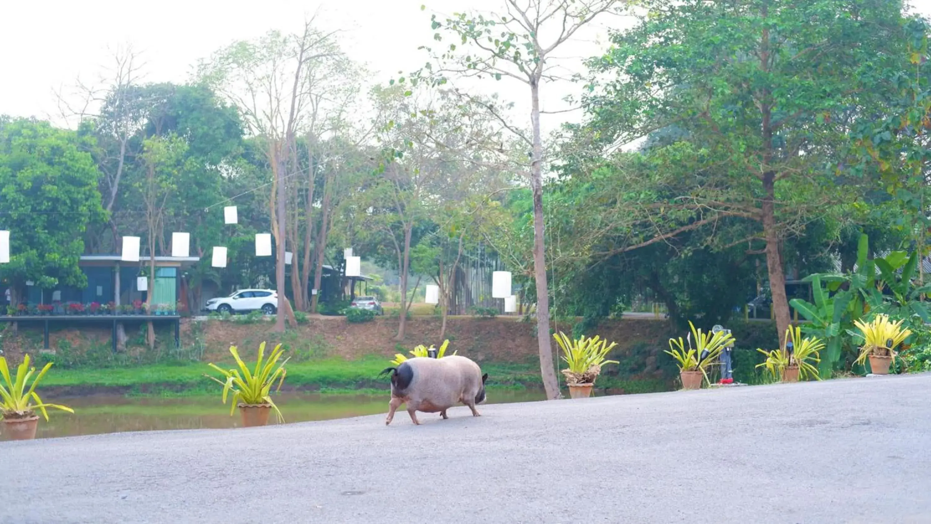 Other Animals in Naturalpark Resort De Wangthong