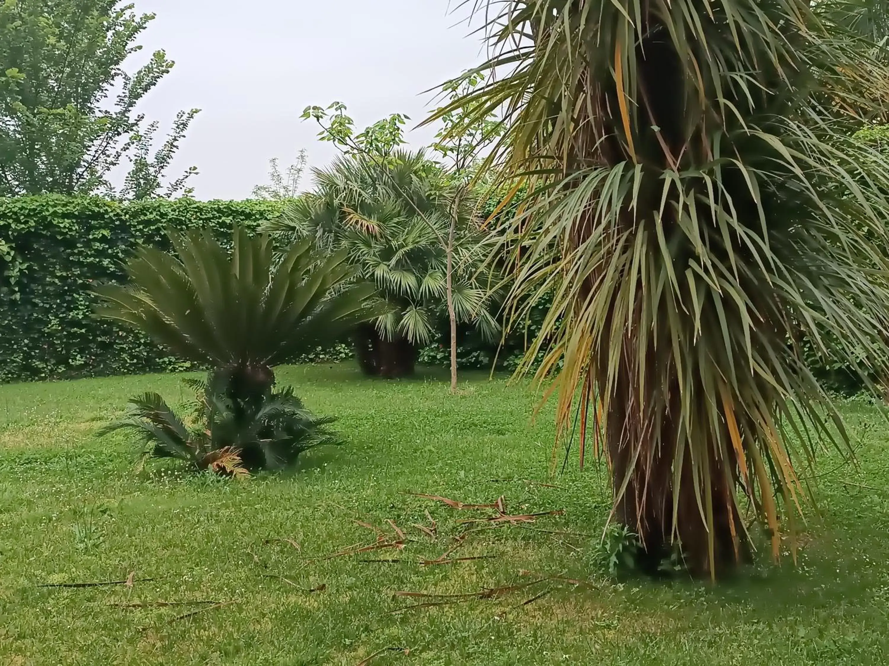 Natural landscape, Garden in Villa Marano