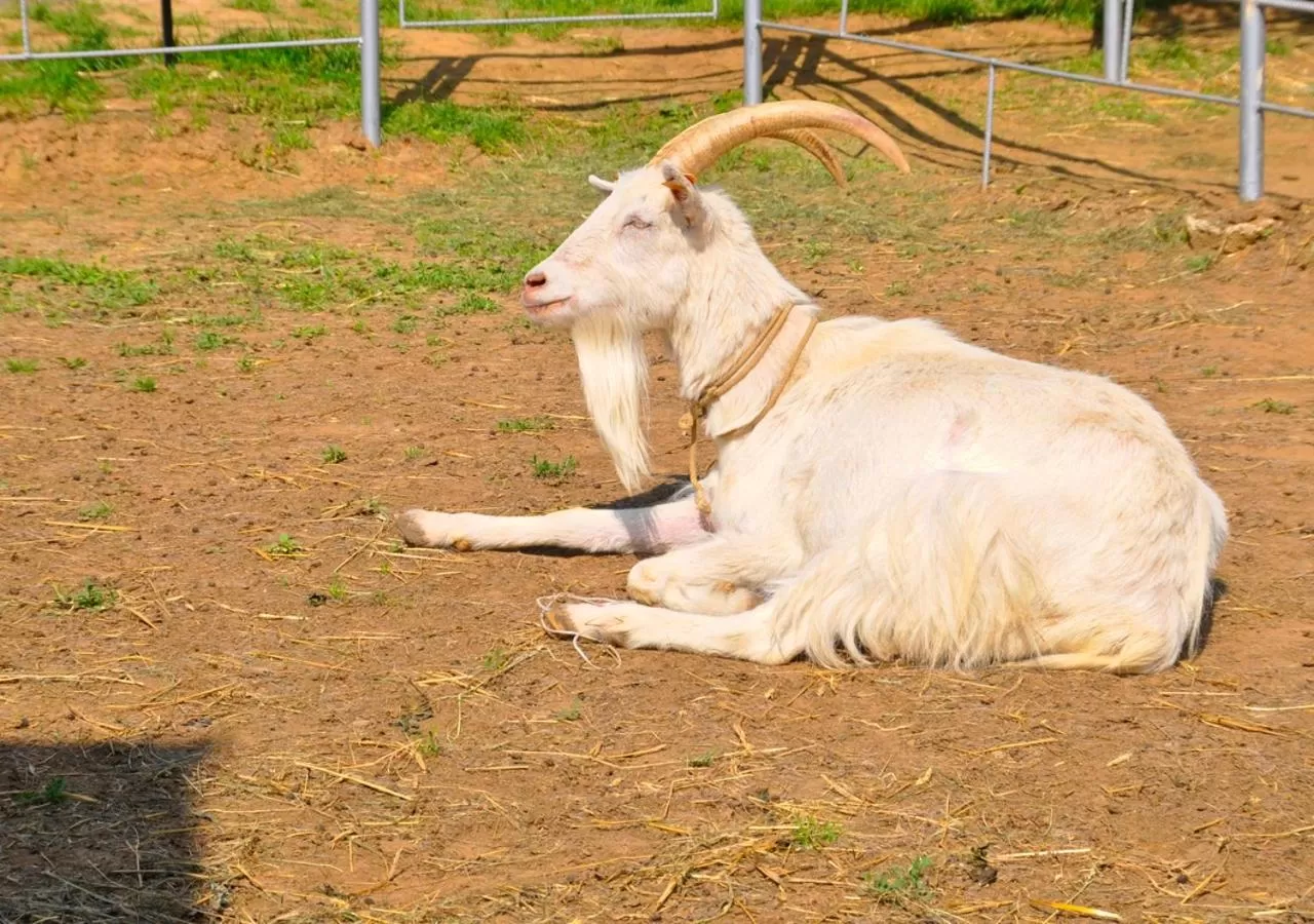 Animals in Ziołowa Dolina