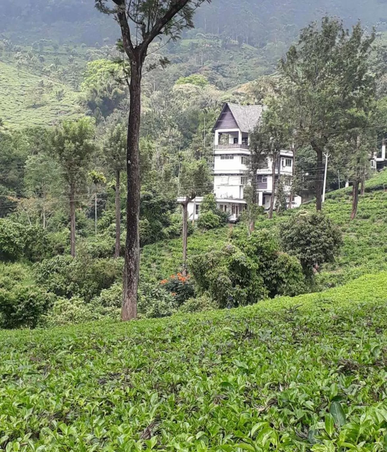 Gruenberg Tea Plantation Haus