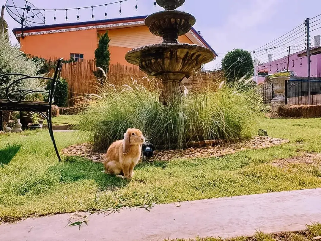 Pets in The Castello Resort