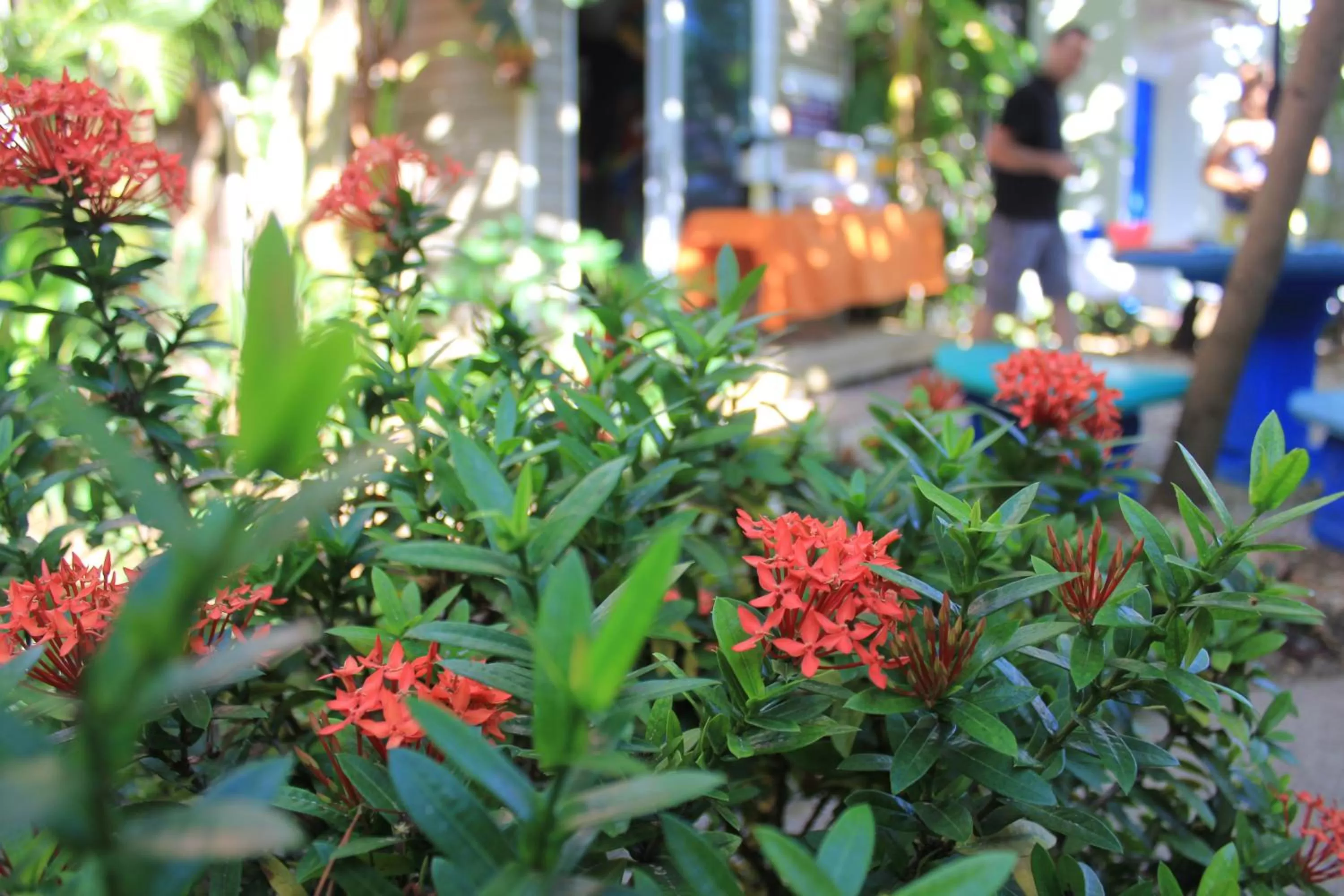 Garden in Jaco Lodge Quiet Place
