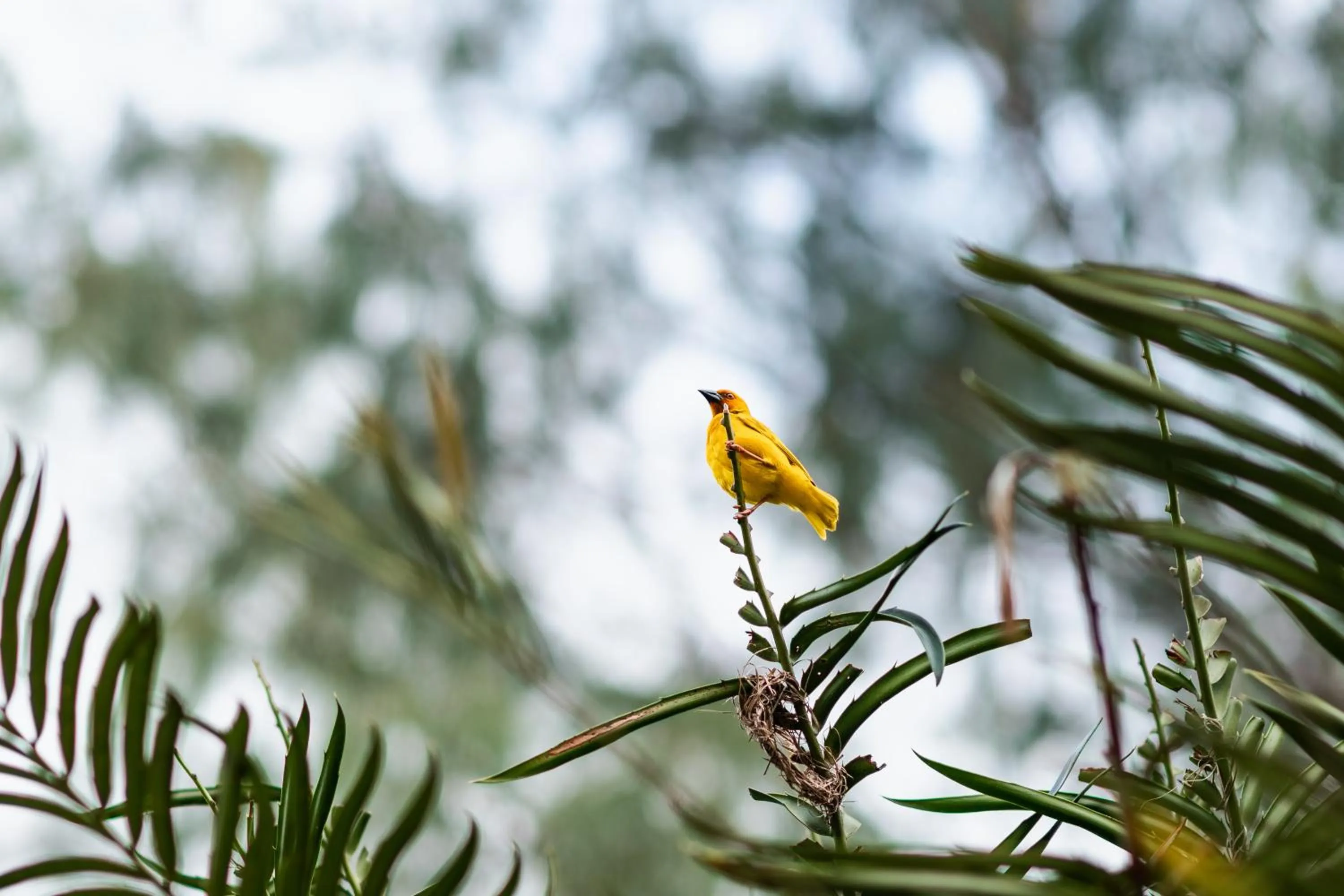 Animals in Hakuna Majiwe Beach Lodge