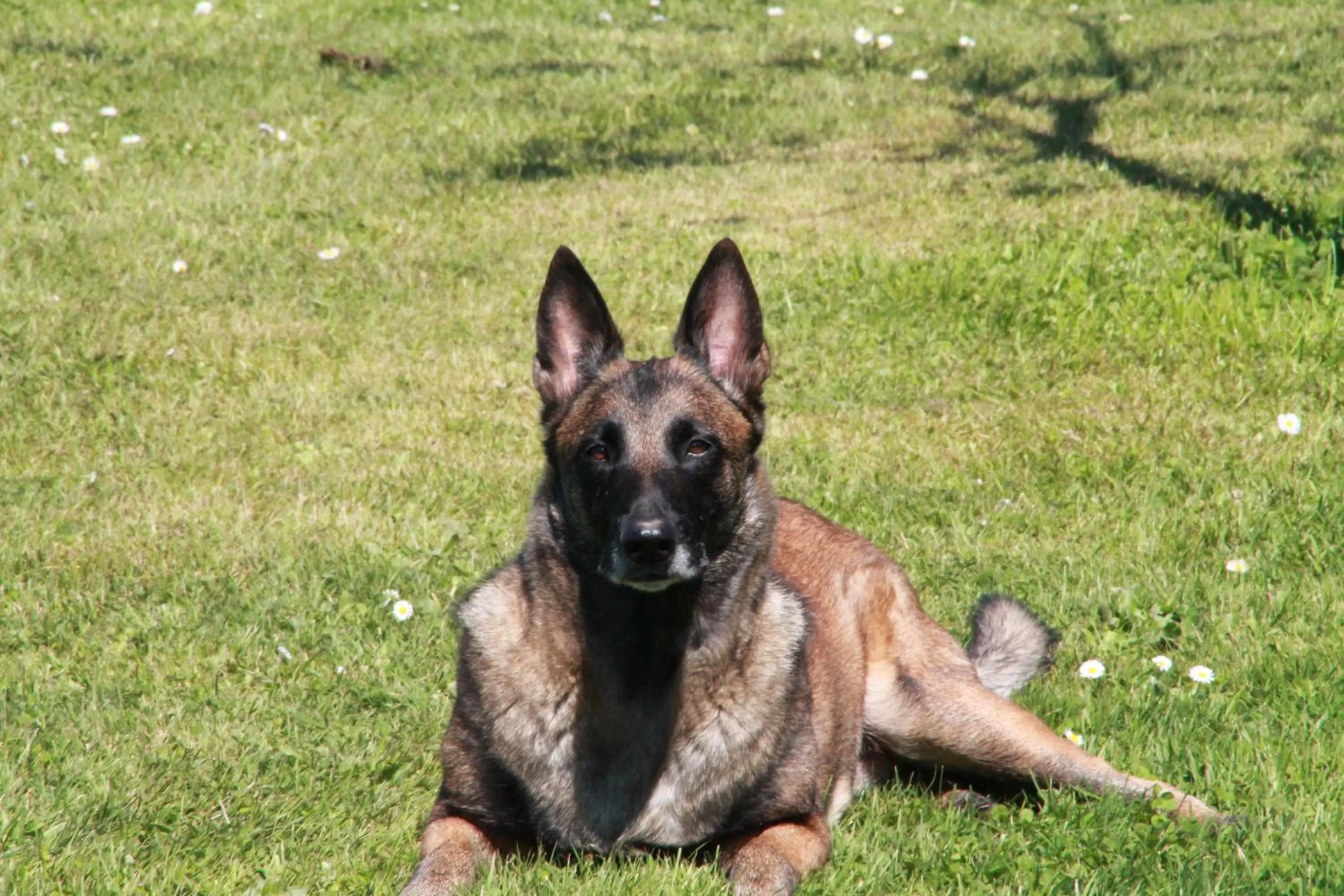 Pets in Chambres d'Hotes Carpediem