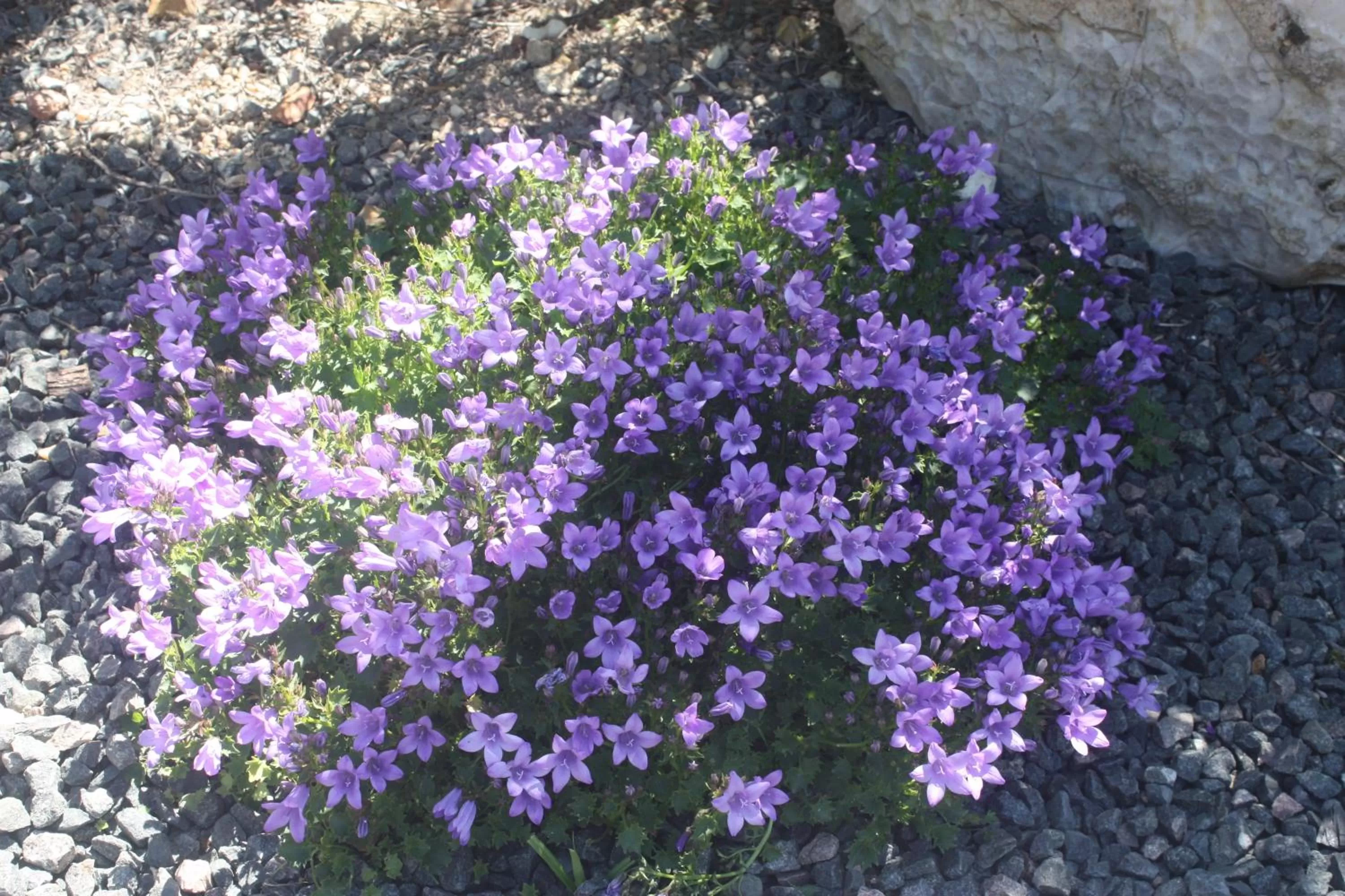 Garden in Le Domaine de Bella