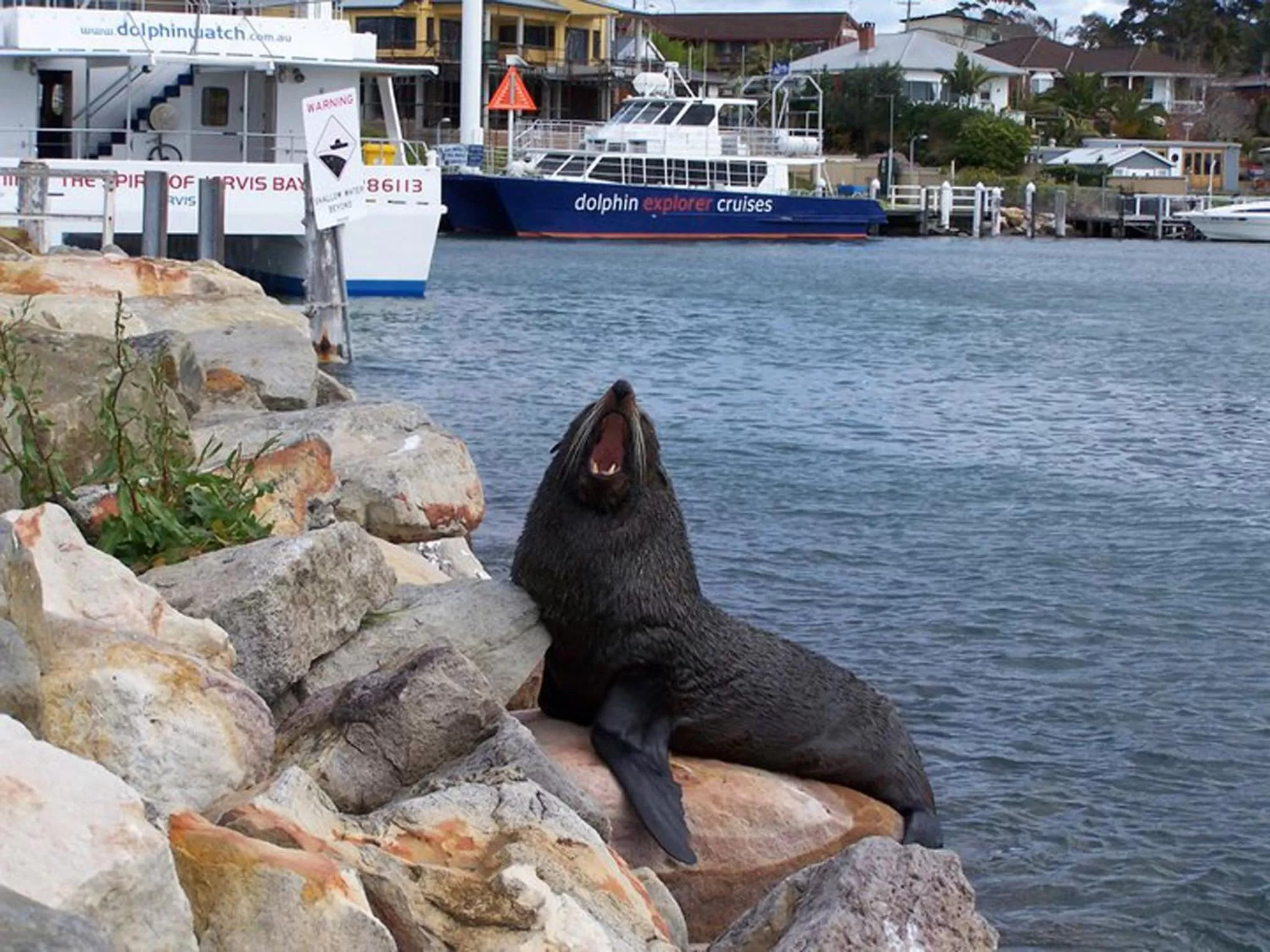 Animals in Dolphin Shores