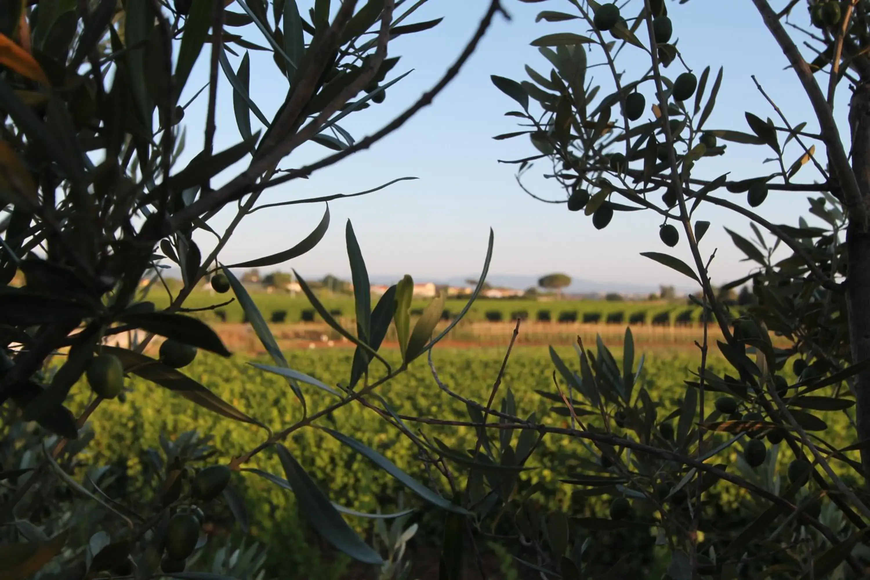 View (from property/room) in Agrihotel Elisabetta