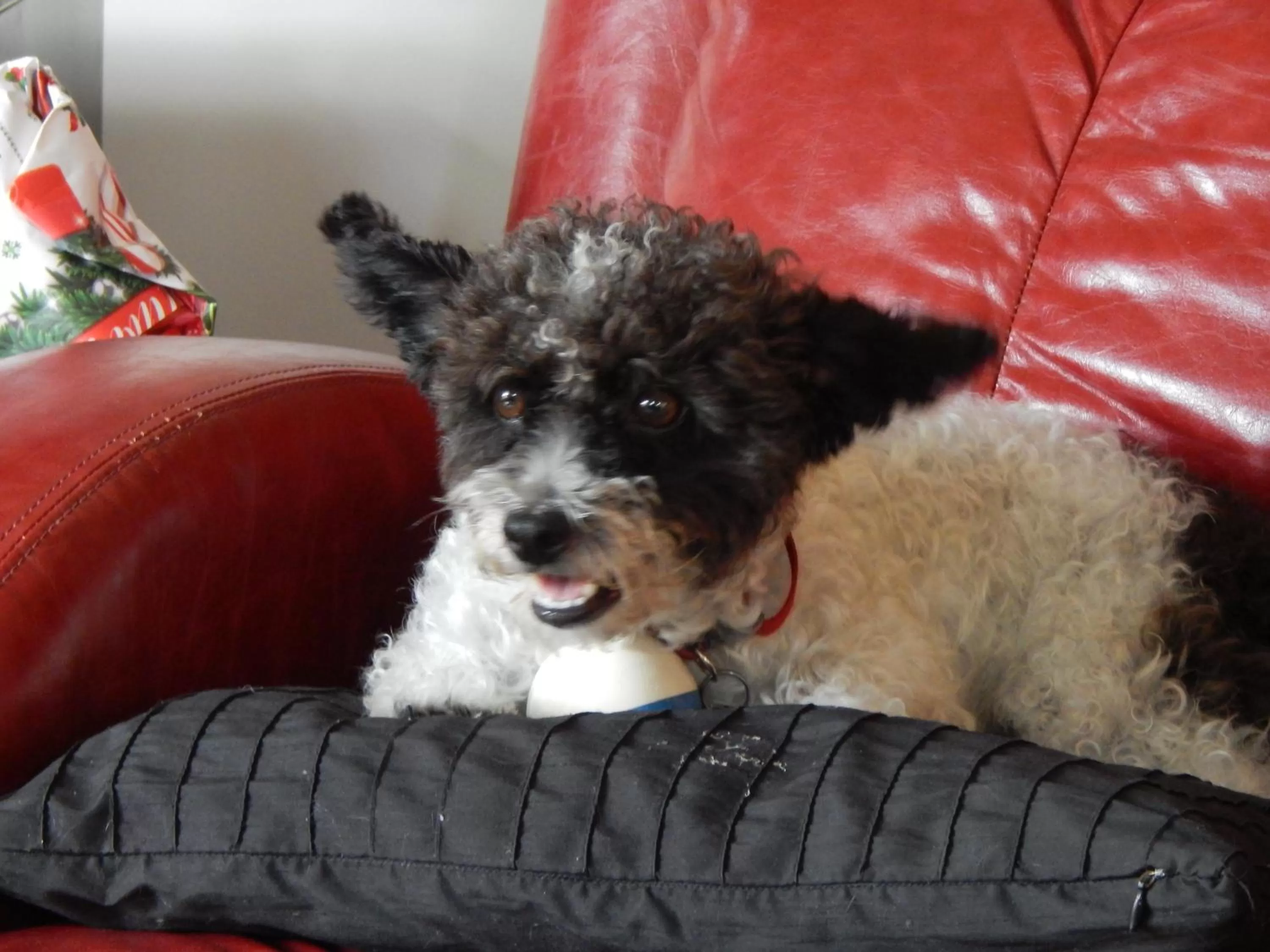 Pets in Ochenta Y Dos Bed & Breakfast & Spa