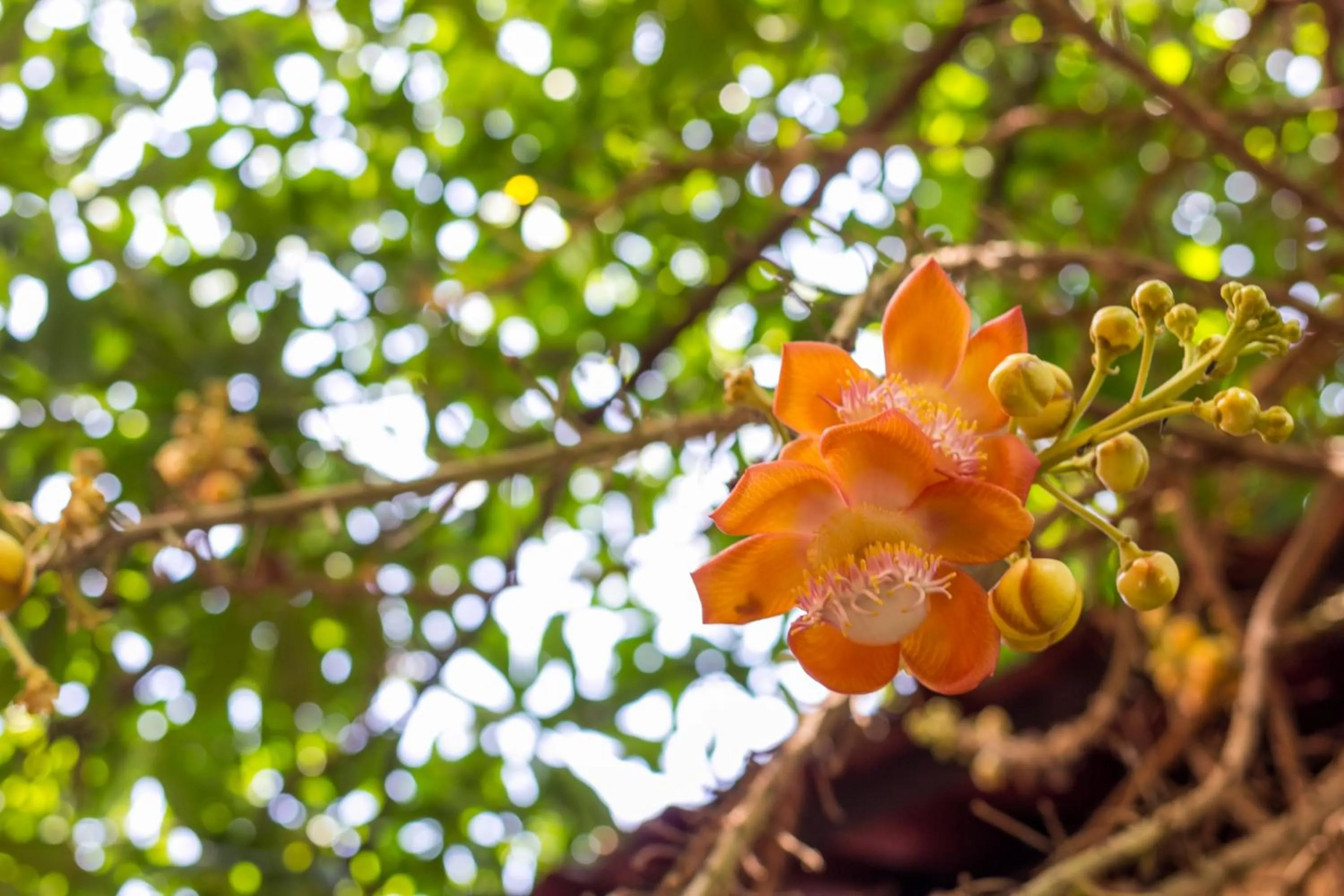 Changmoi House (Little Village)