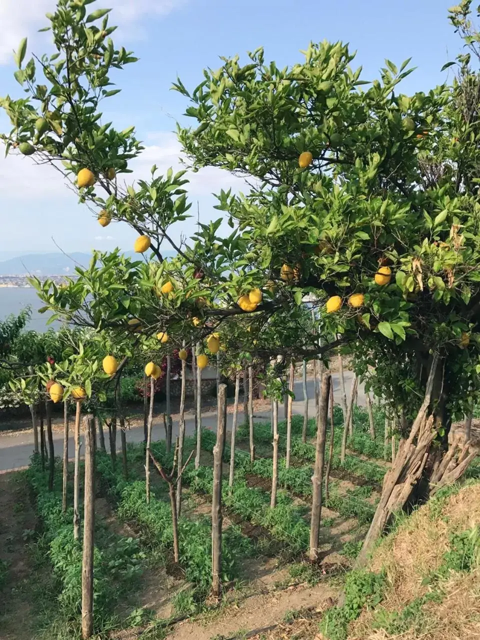 Garden in Hotel Elisabetta