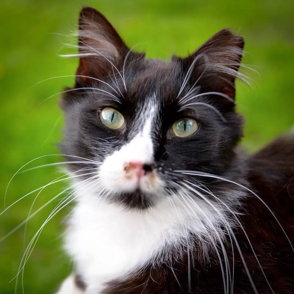 Pets in Rainbow Ridge Farms