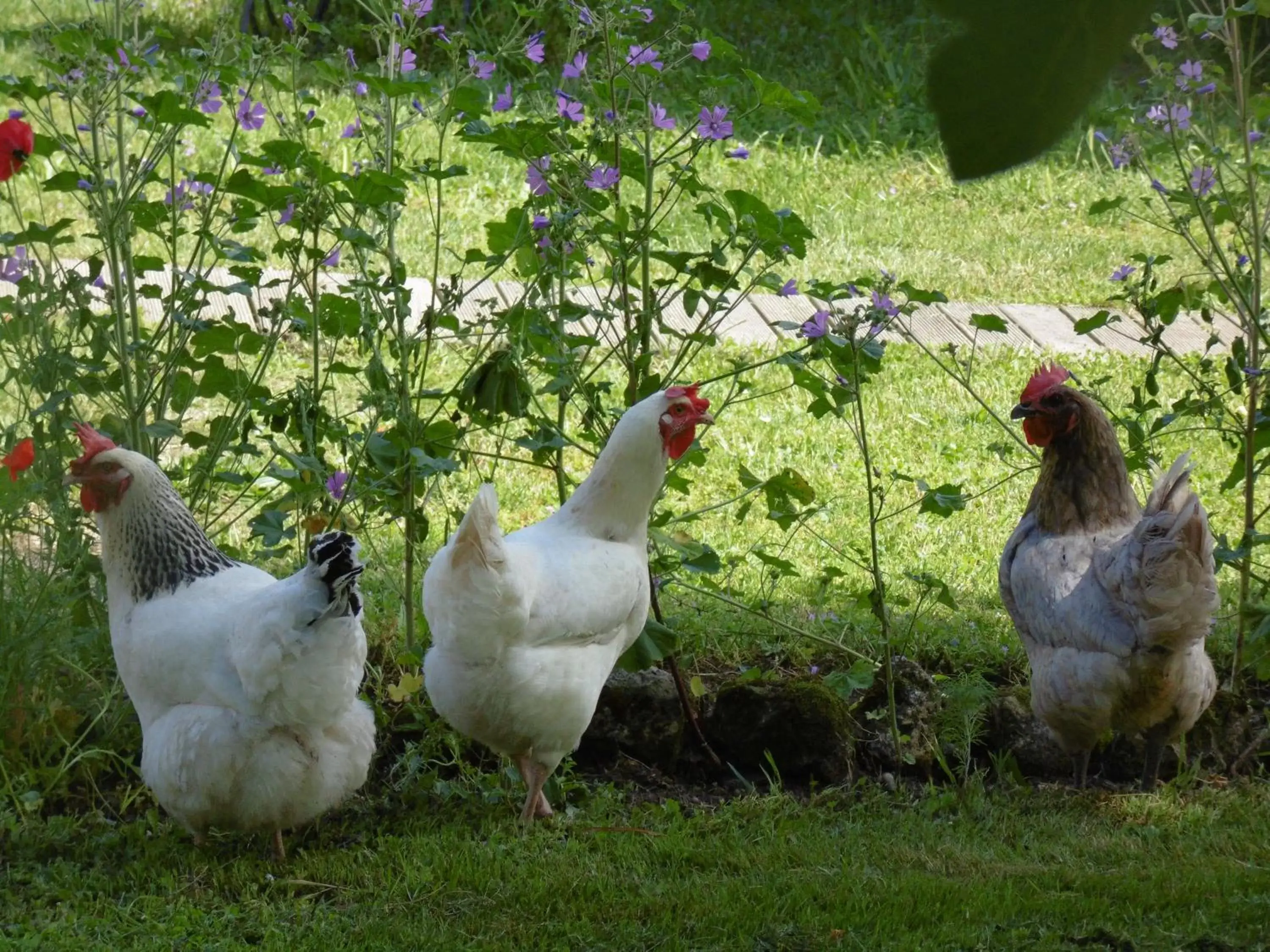 Pets in La Cadournaise