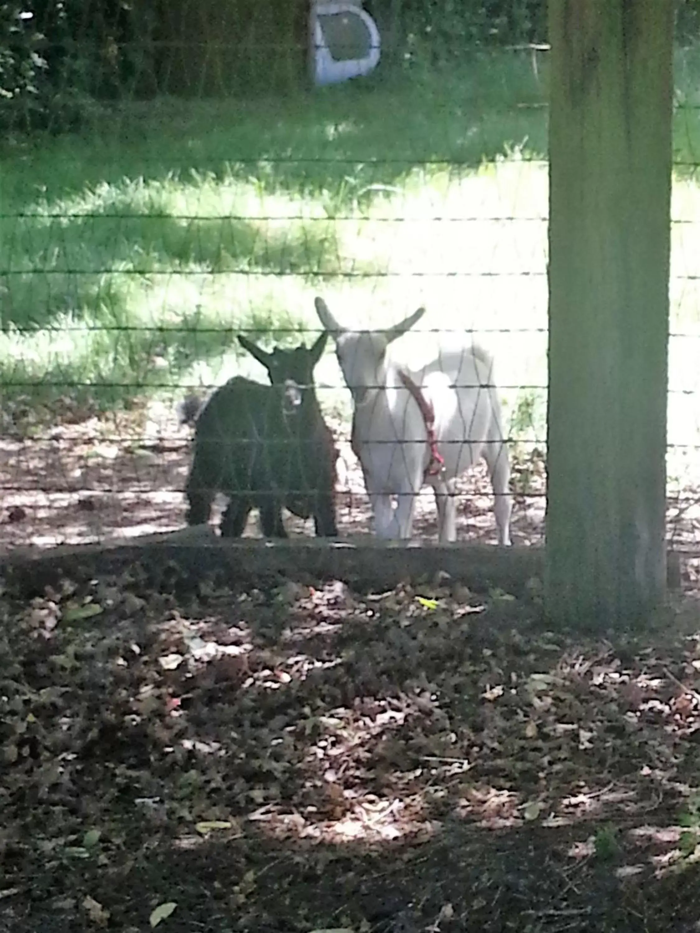 Animals, Other Animals in Wildwood Farm Bed & Breakfast