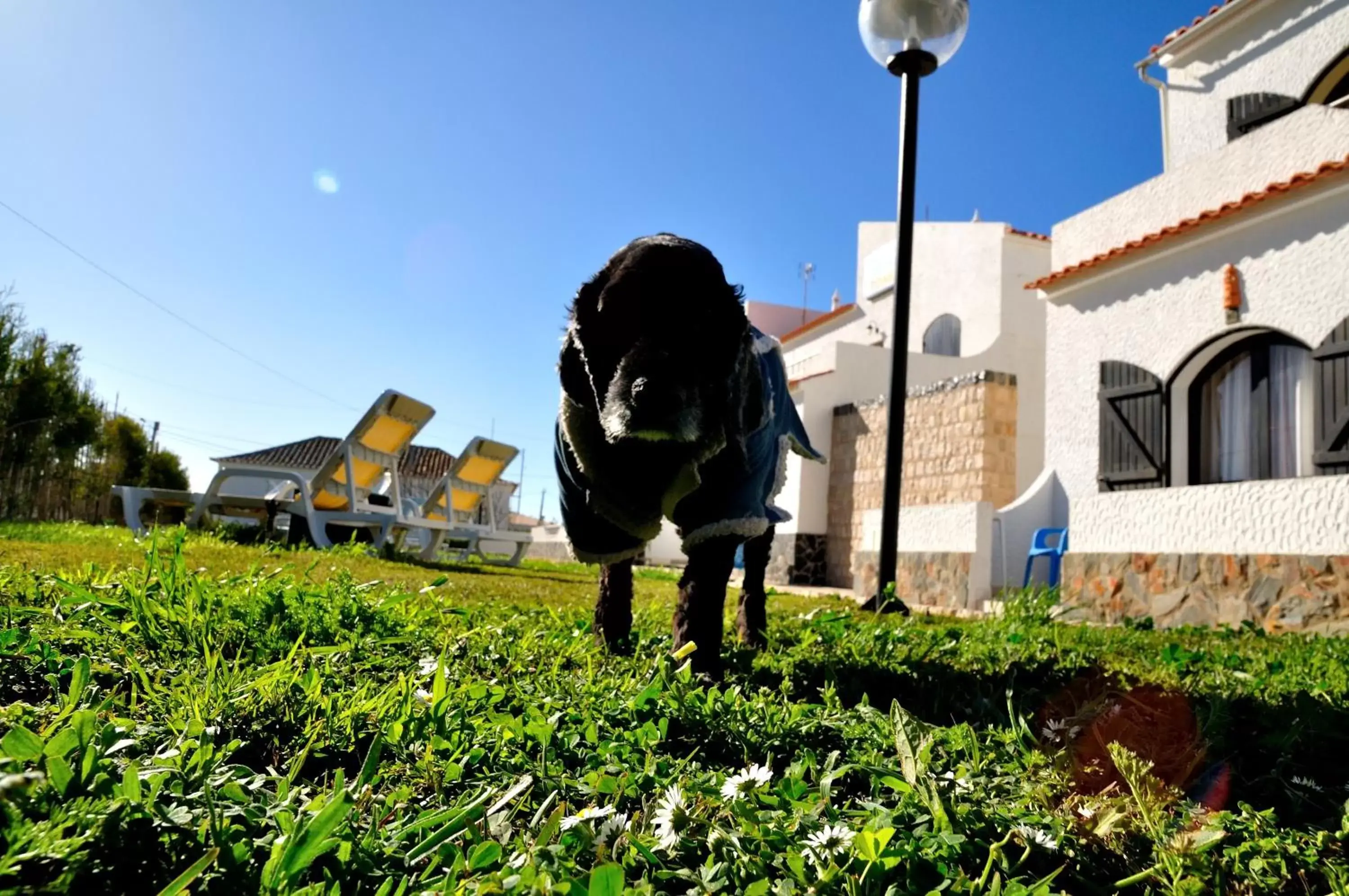 Garden, Pets in Tonel Apartamentos Turisticos